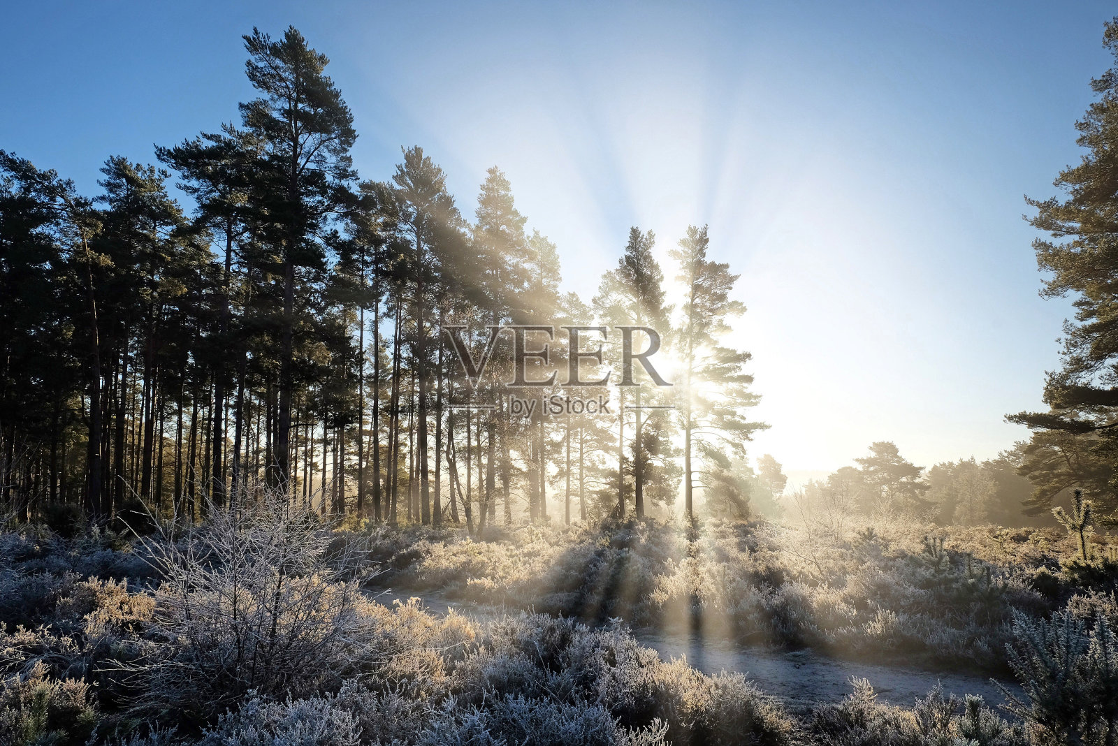 英国萨里郡布莱克希思公园的阳光和冬日阳光照片摄影图片