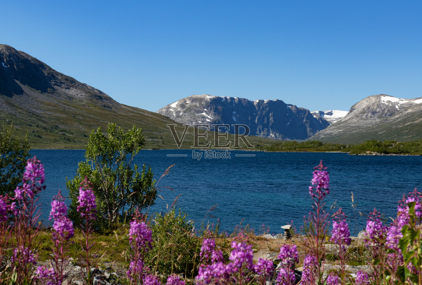 挪威的野生动物-第一部分照片摄影图片