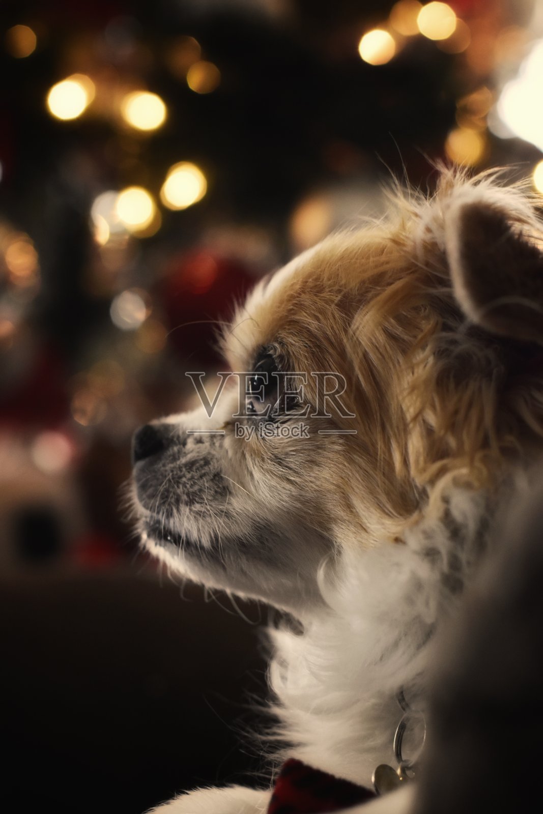 圣诞小狗祝福照片摄影图片