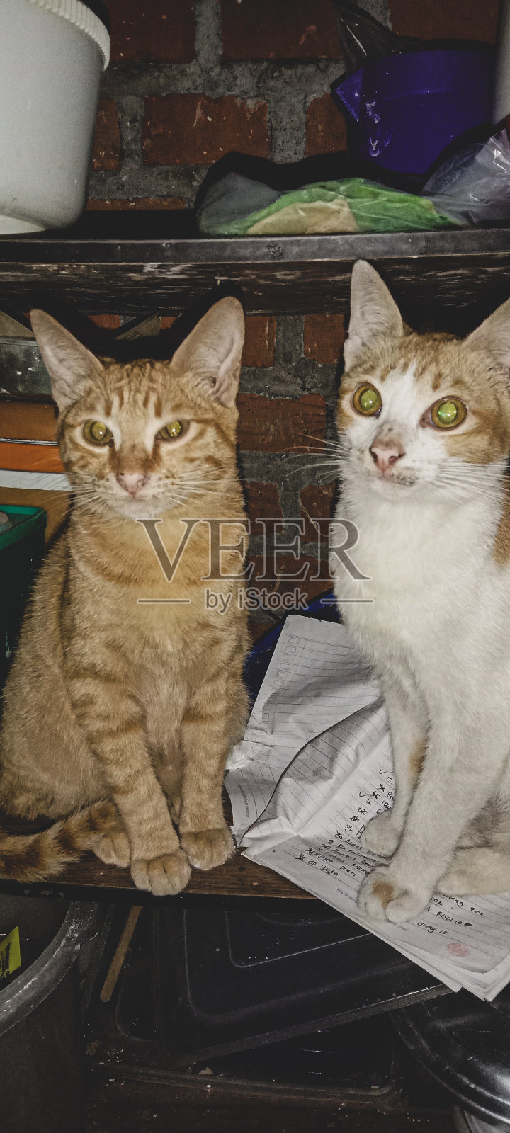 兄弟猫照片摄影图片