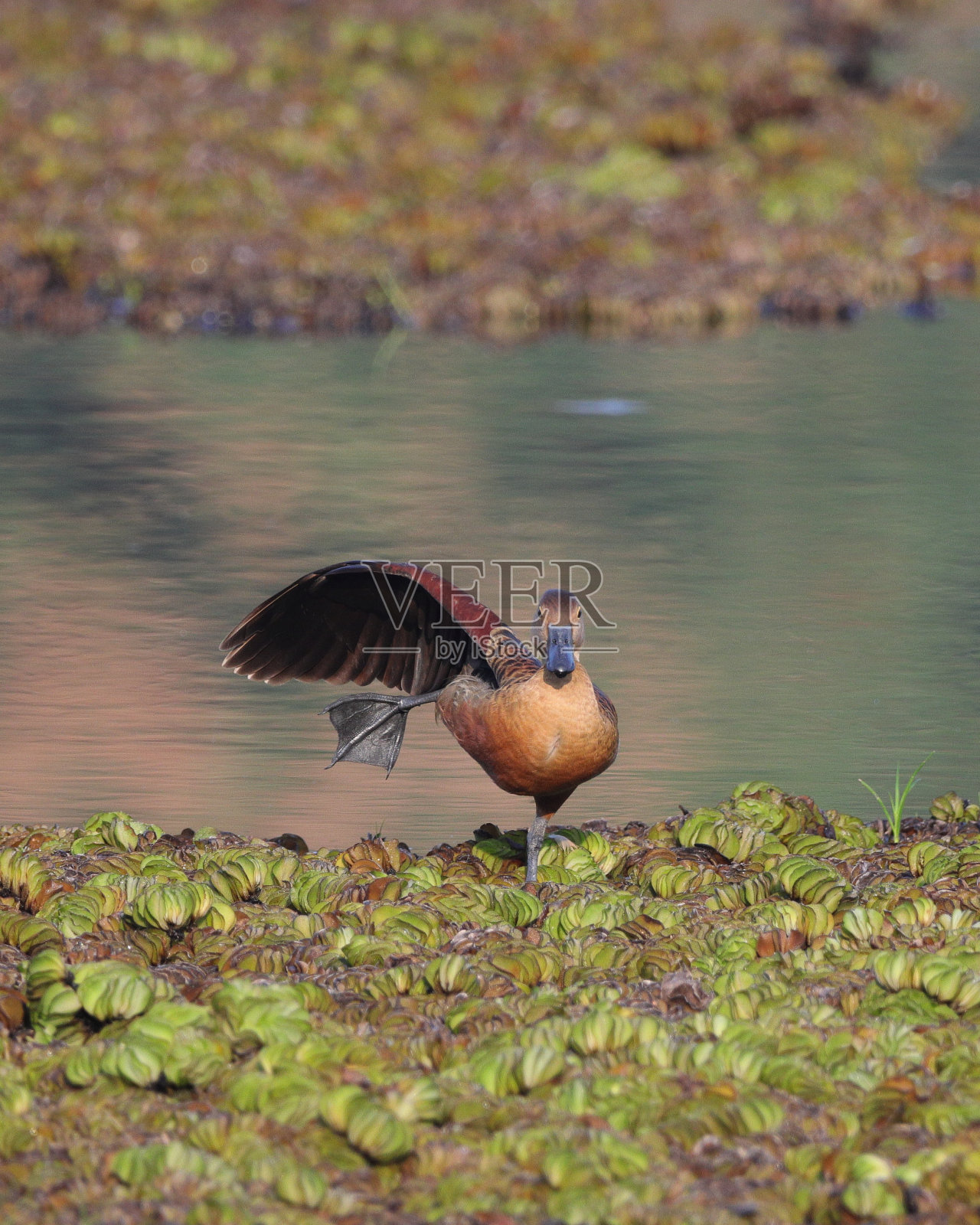 小鸣鸭照片摄影图片