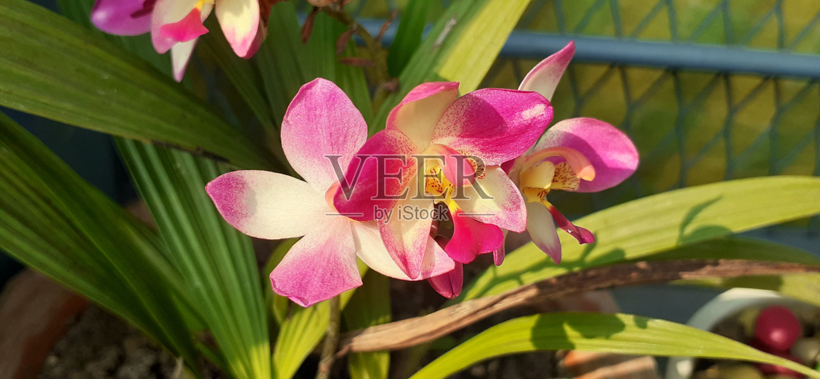 绿叶背景花照片摄影图片