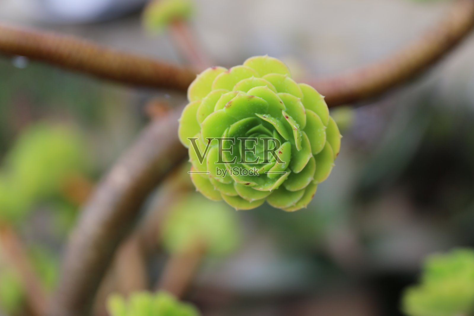 瓜塔维塔的多肉植物哥伦比亚2023照片摄影图片