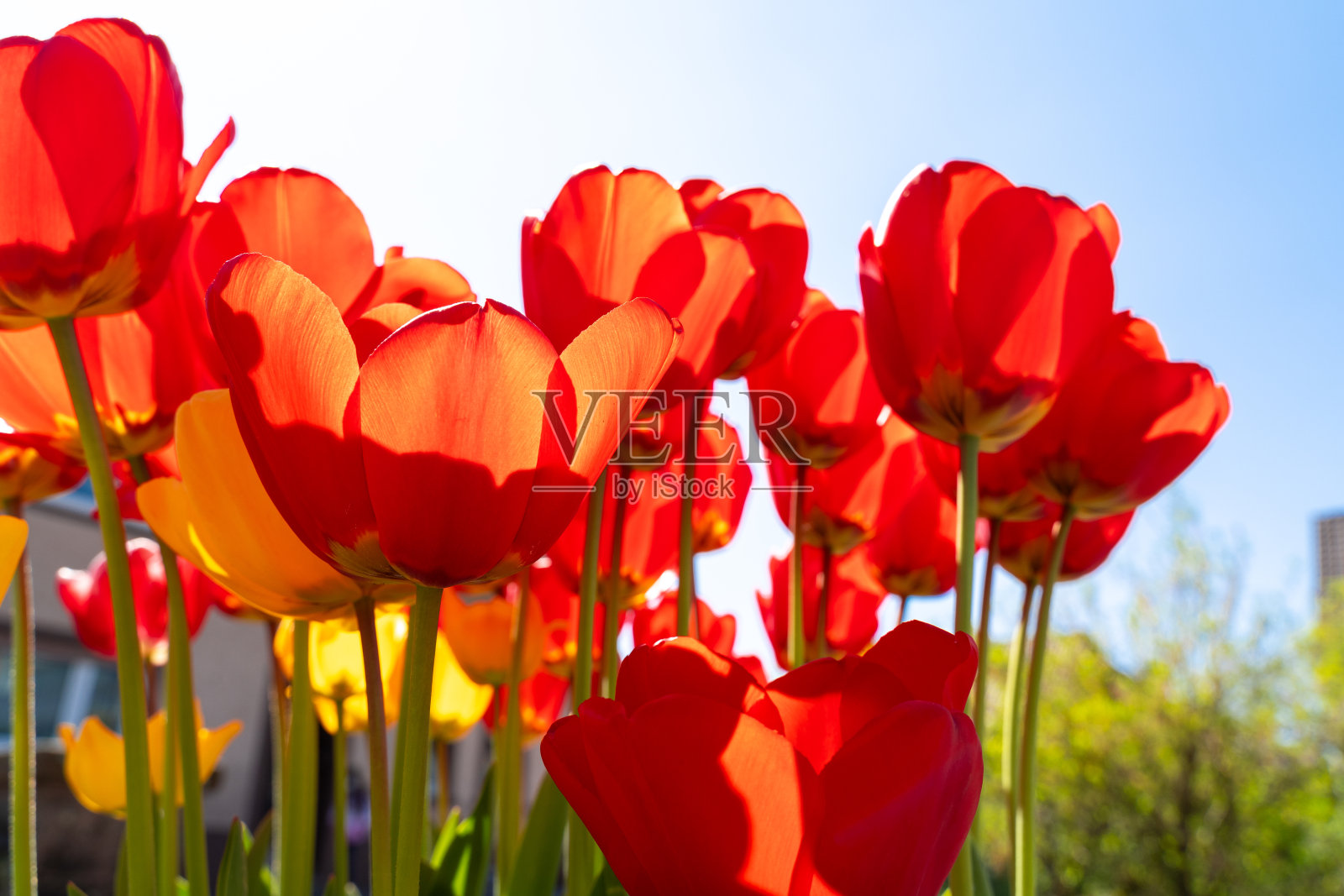 红色和黄色的郁金香和蓝色的天空照片摄影图片