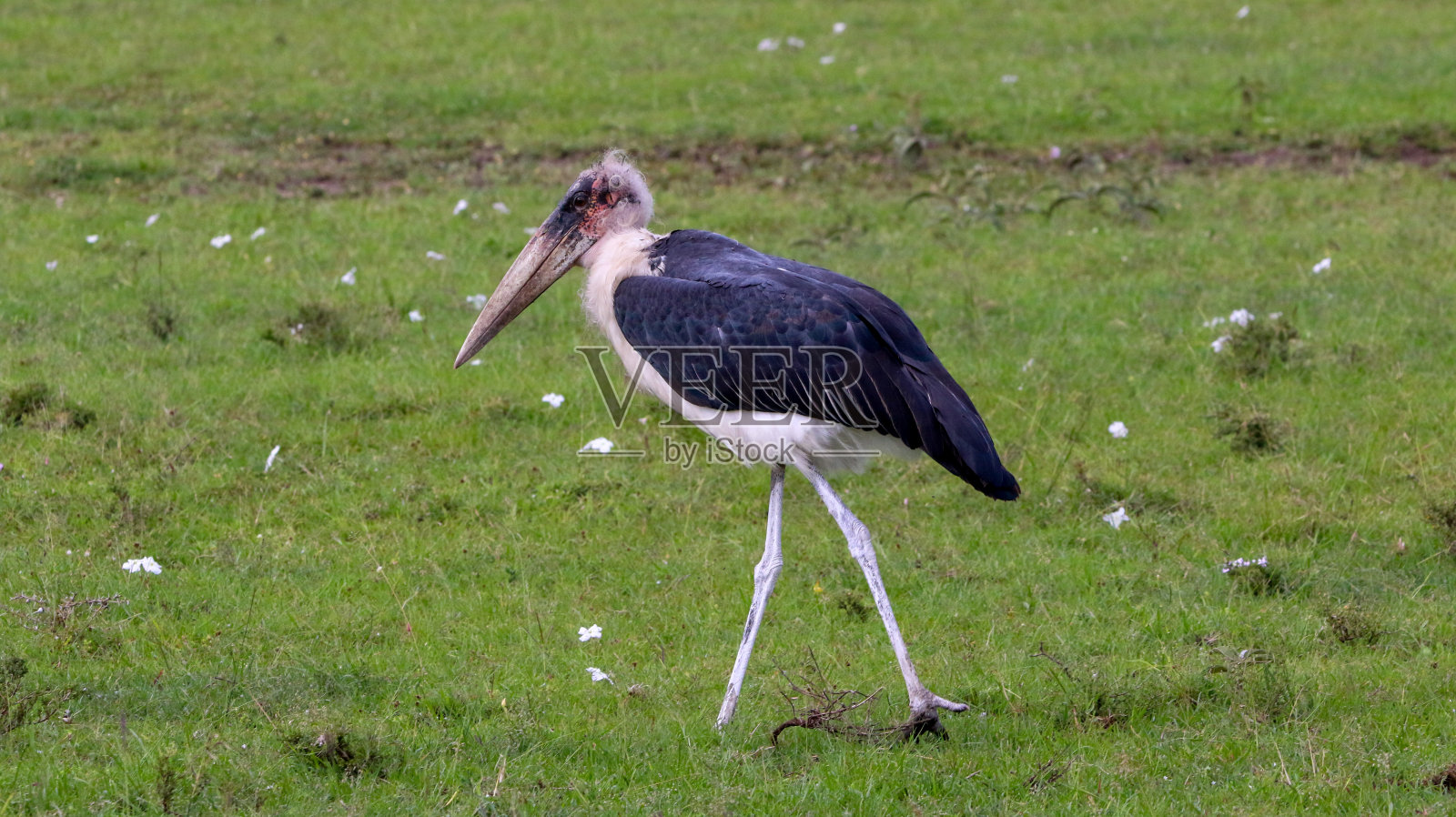 Marabou鹳站立照片摄影图片