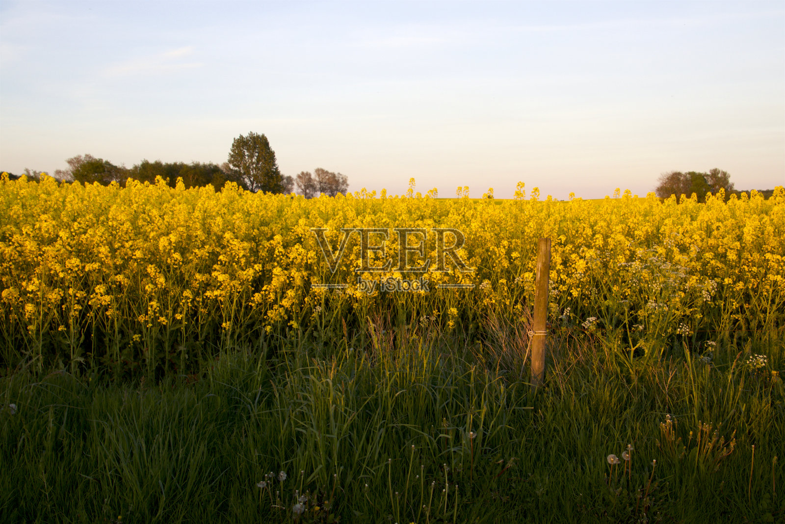 黄色田野旁的栅栏柱照片摄影图片