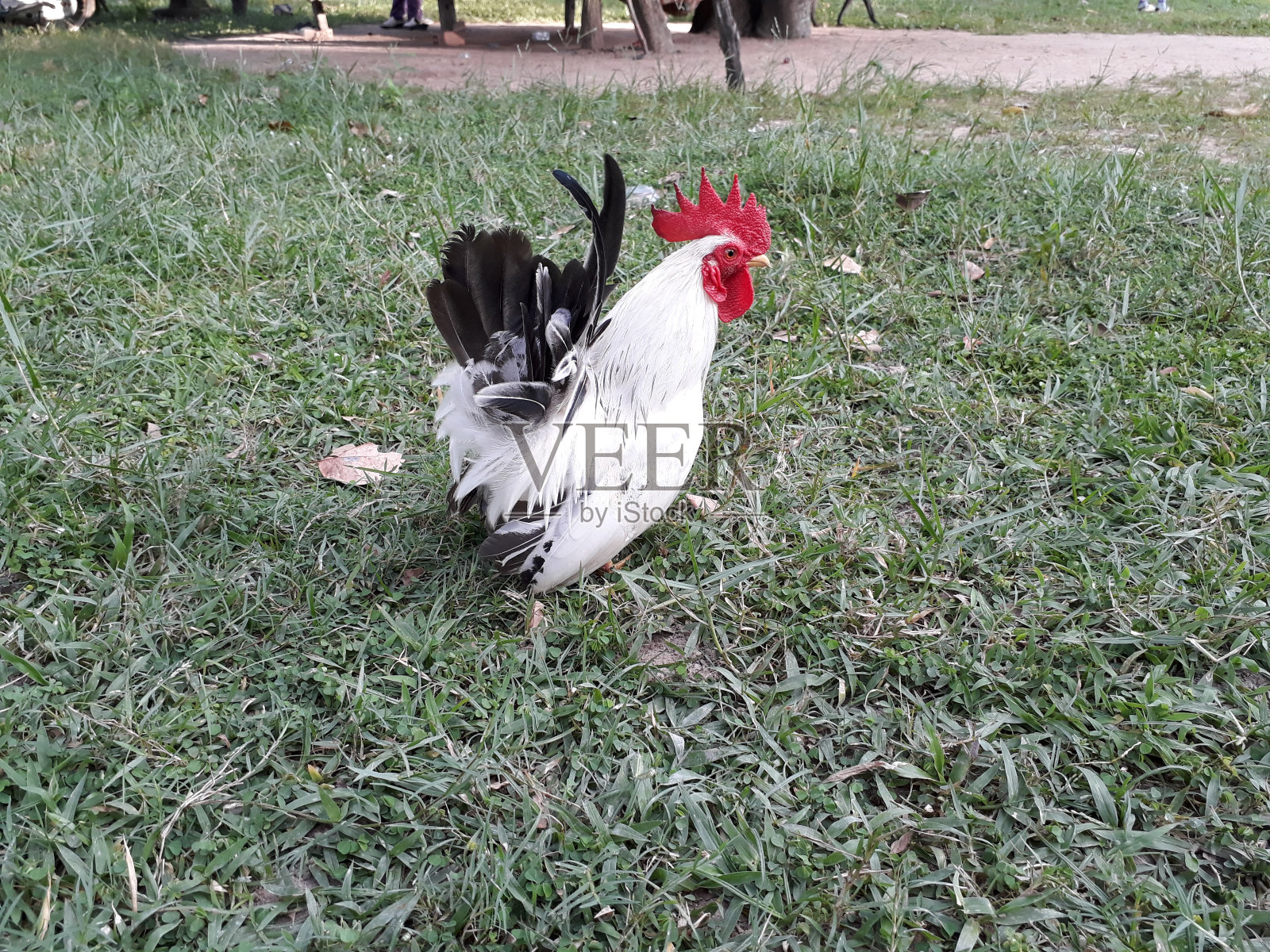 柬埔寨磅昌省，一只热带公鸡在深绿色的草地上自由漫步。照片摄影图片