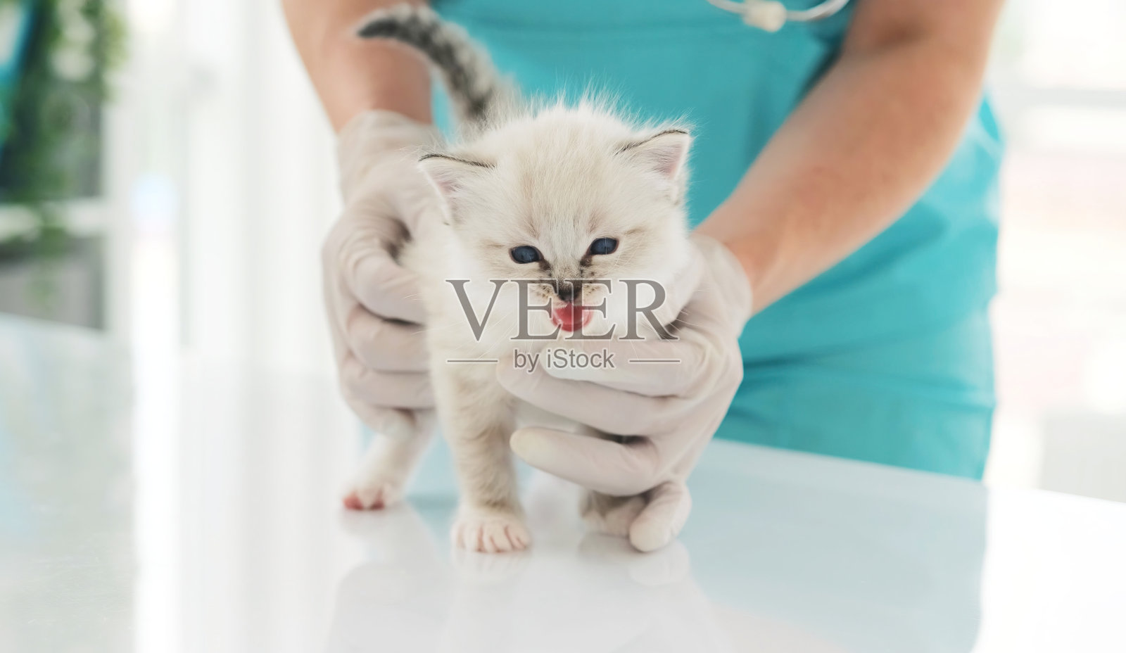 诊所里的小猫和兽医照片摄影图片