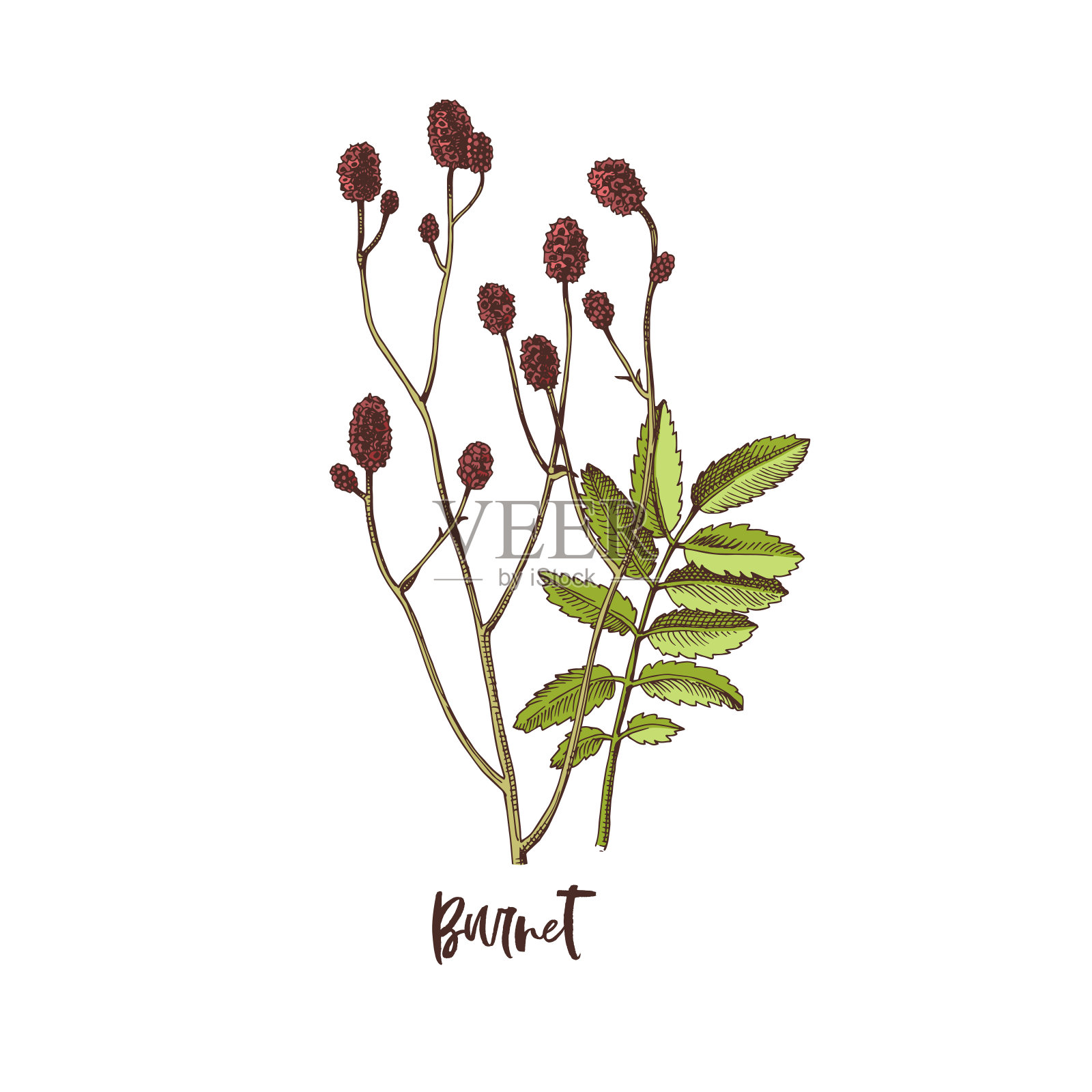 股票插画图片素材