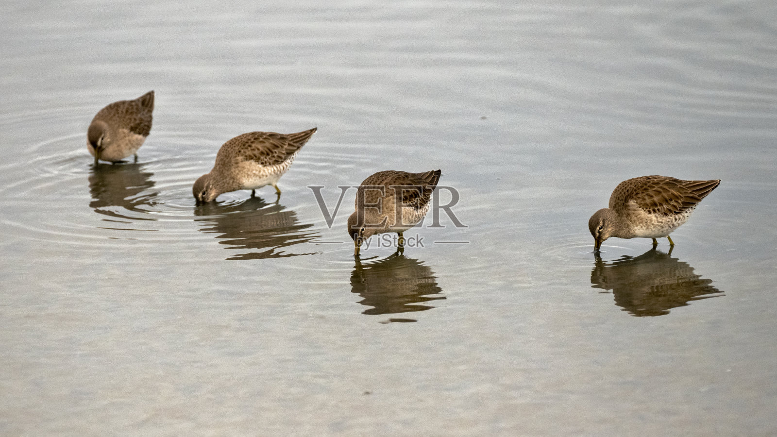 Short-Billed Dowitchers照片摄影图片