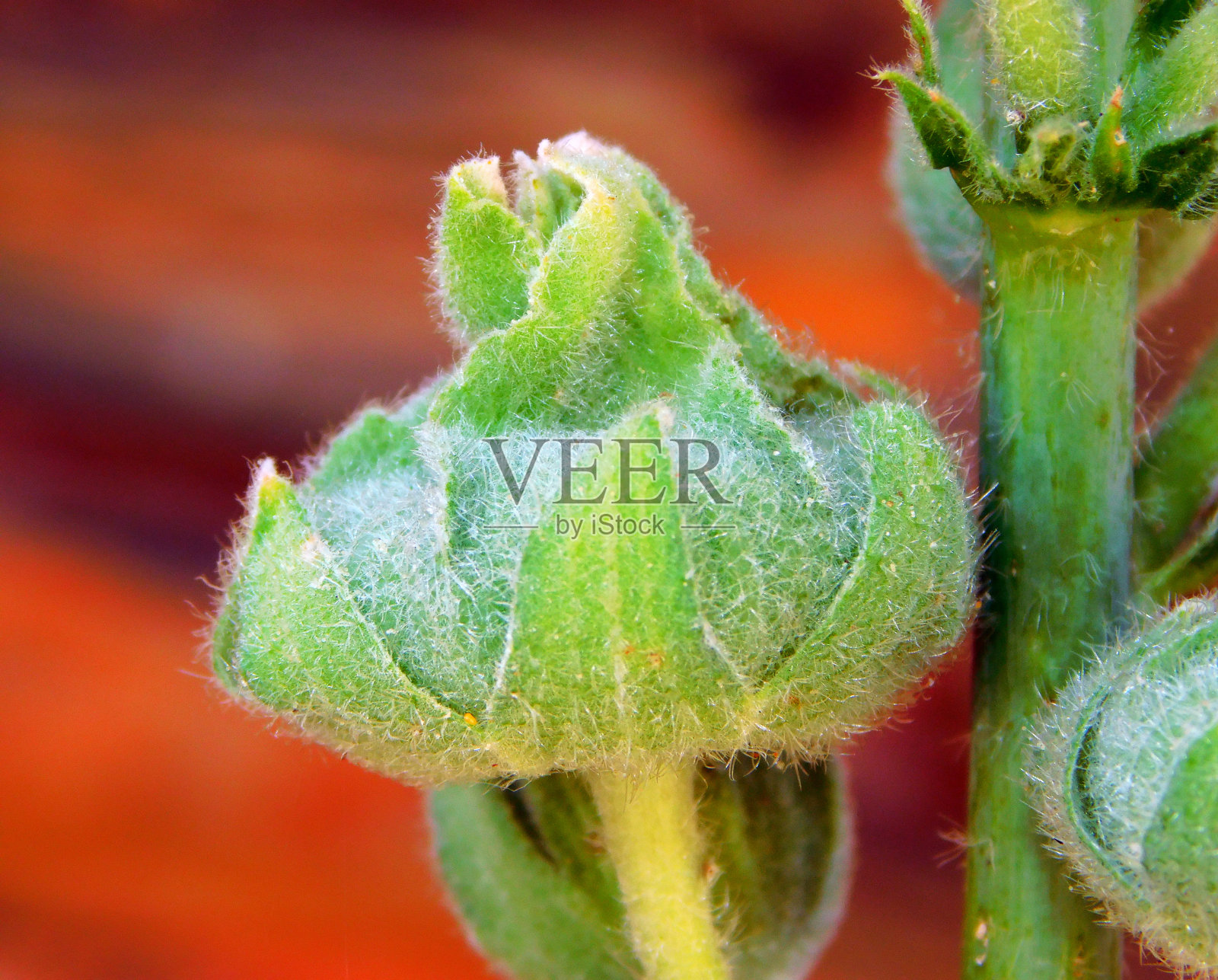真正的锦葵就要开花了照片摄影图片