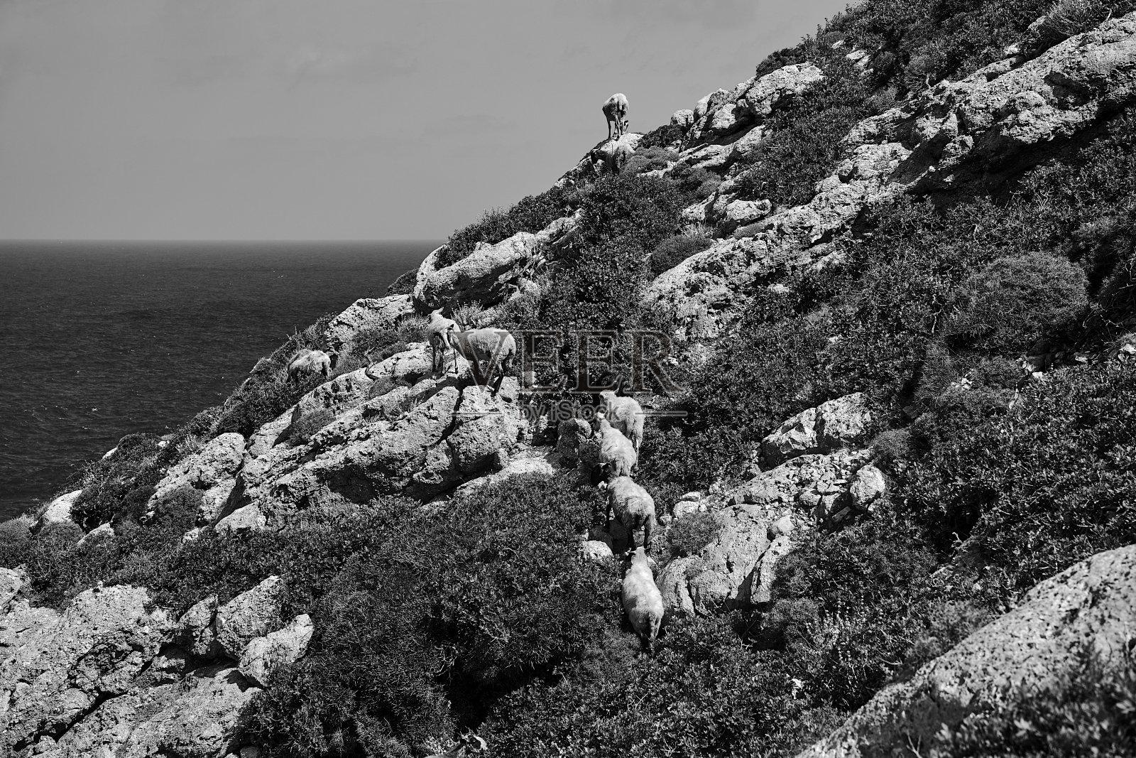 一群羊在克里特岛海边的岩石山坡上吃草照片摄影图片