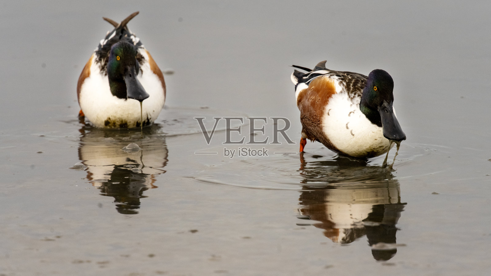 北部琵嘴鸭照片摄影图片