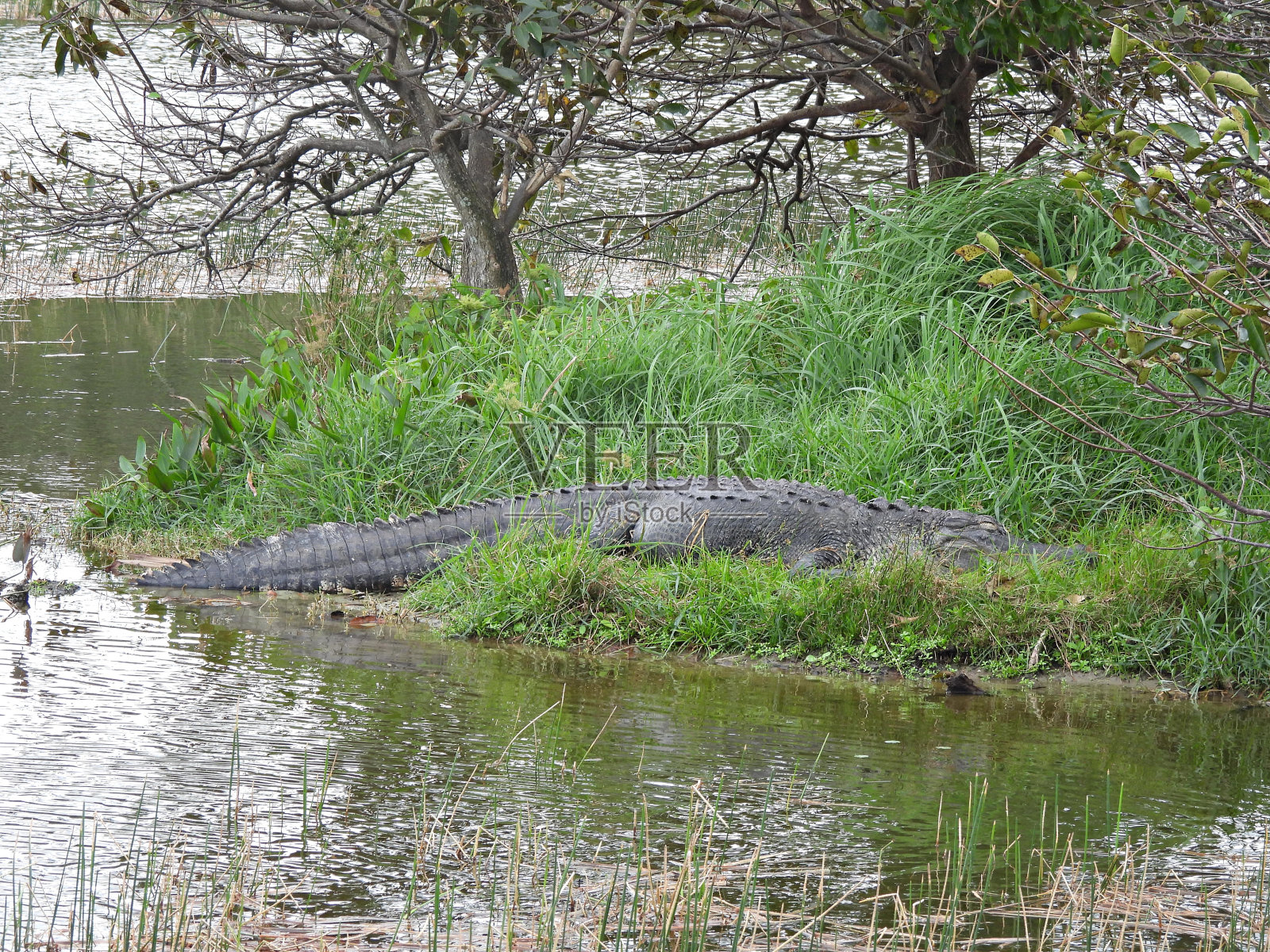 美洲鳄(密西西比短吻鳄)——睡在湖边的草地上照片摄影图片