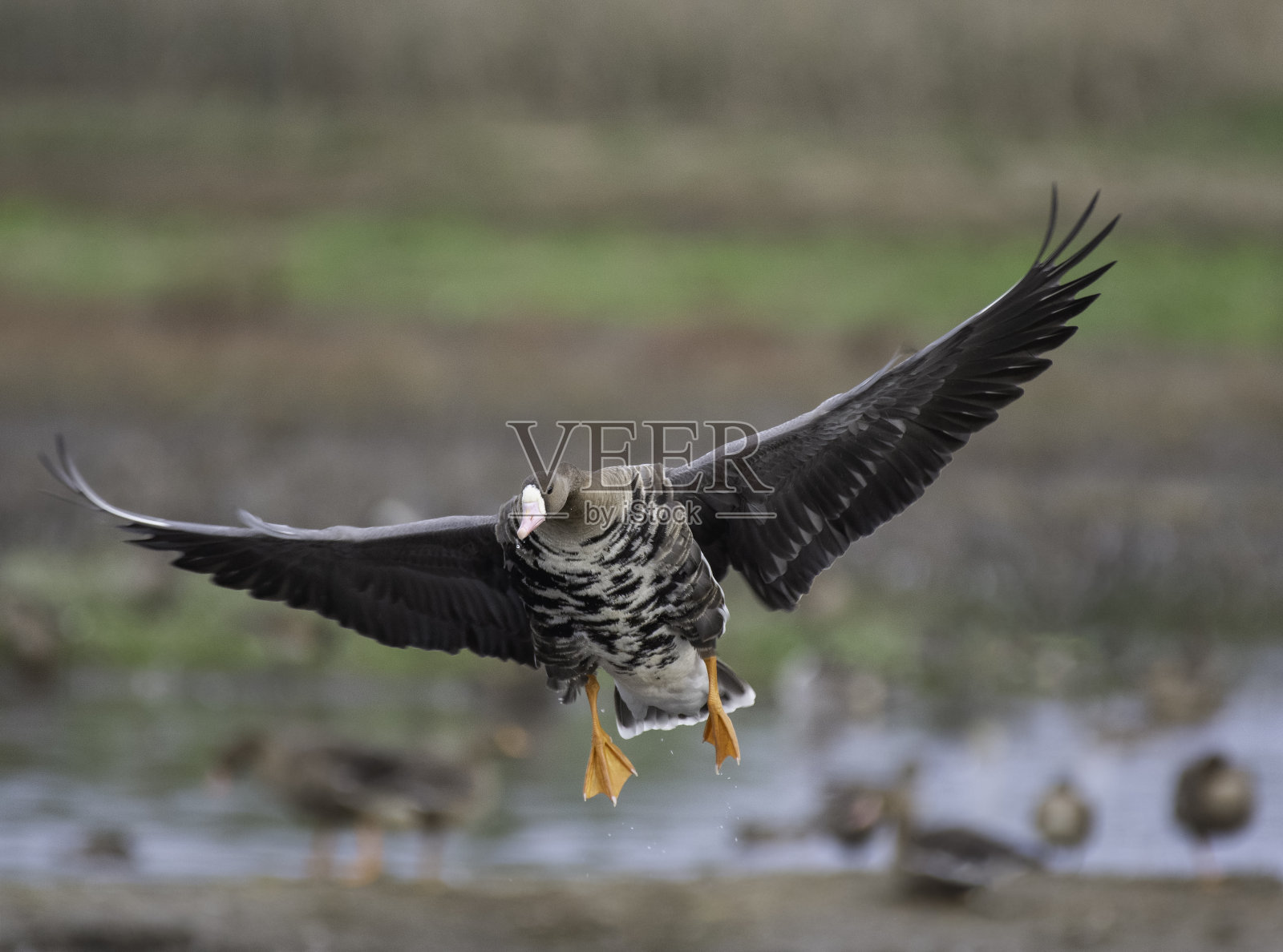 鹅的翅膀照片摄影图片