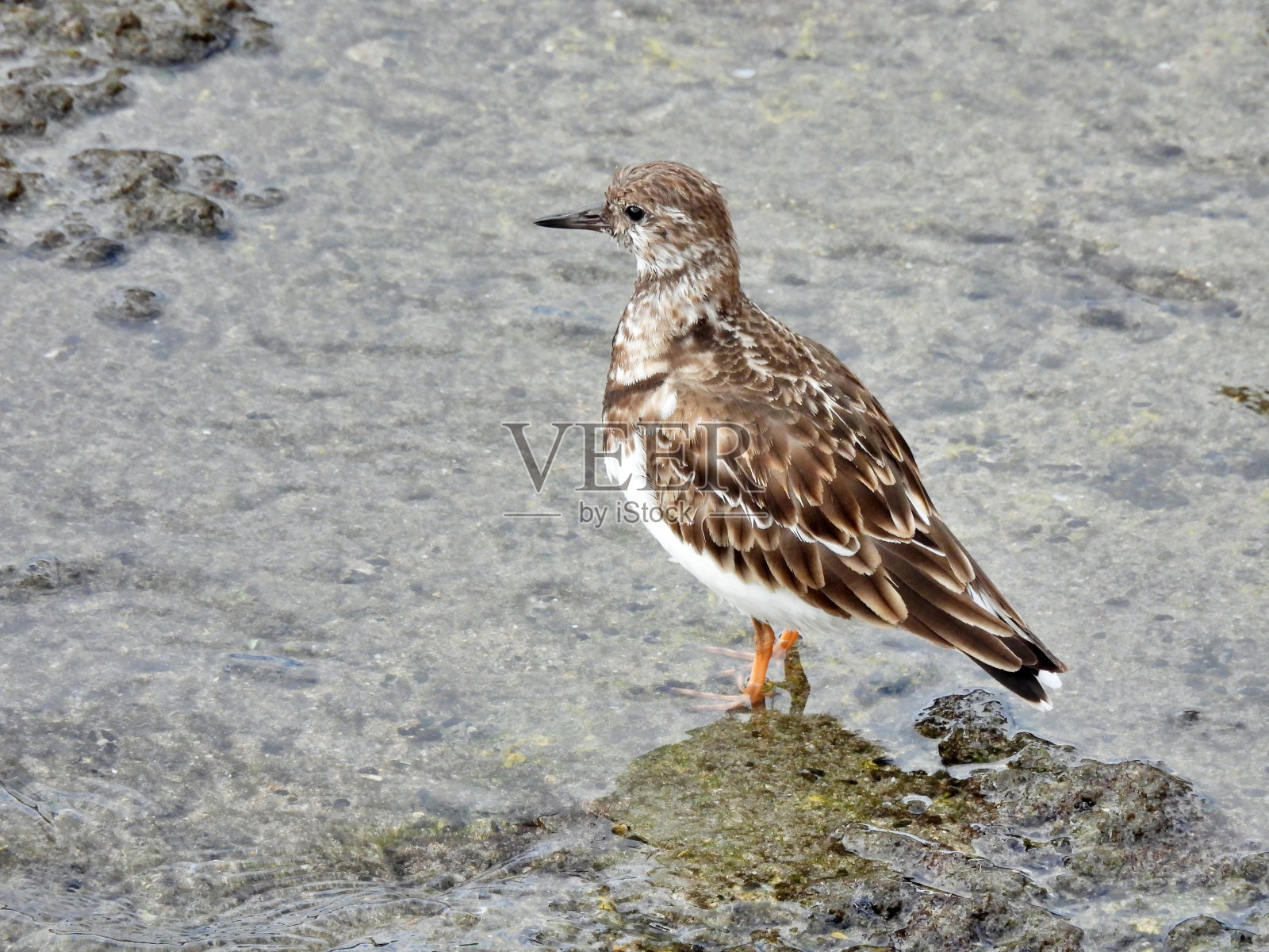 鲁迪·特恩斯通站在泻湖附近的防波堤上照片摄影图片