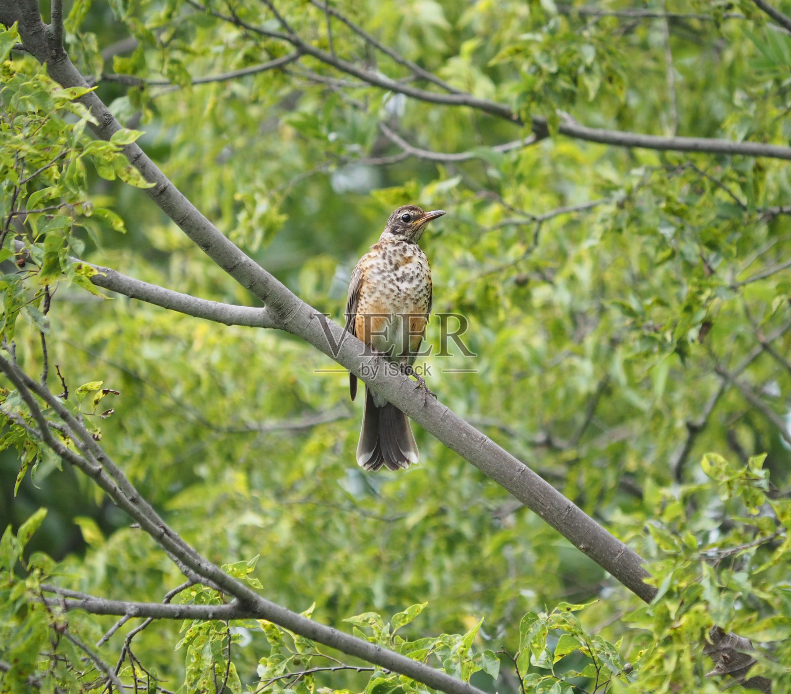 少年美国罗宾照片摄影图片