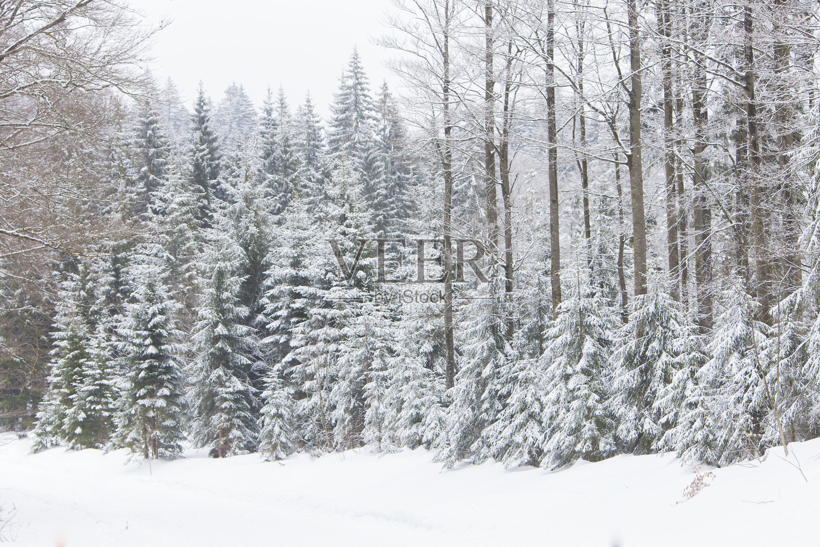 山景与普通云杉树照片摄影图片