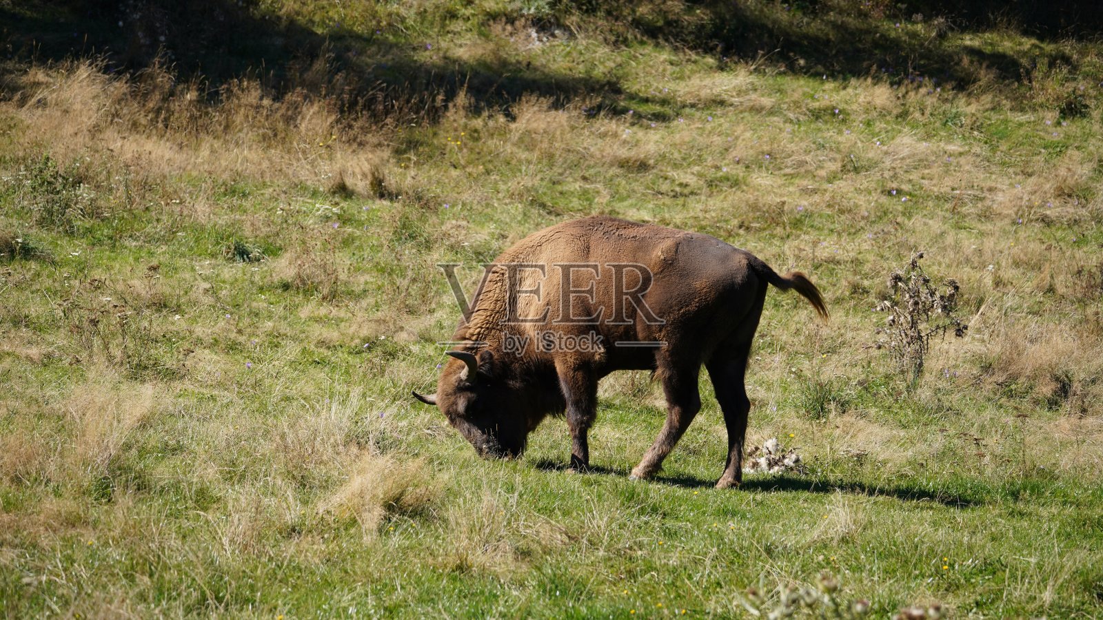 欧洲野牛照片摄影图片