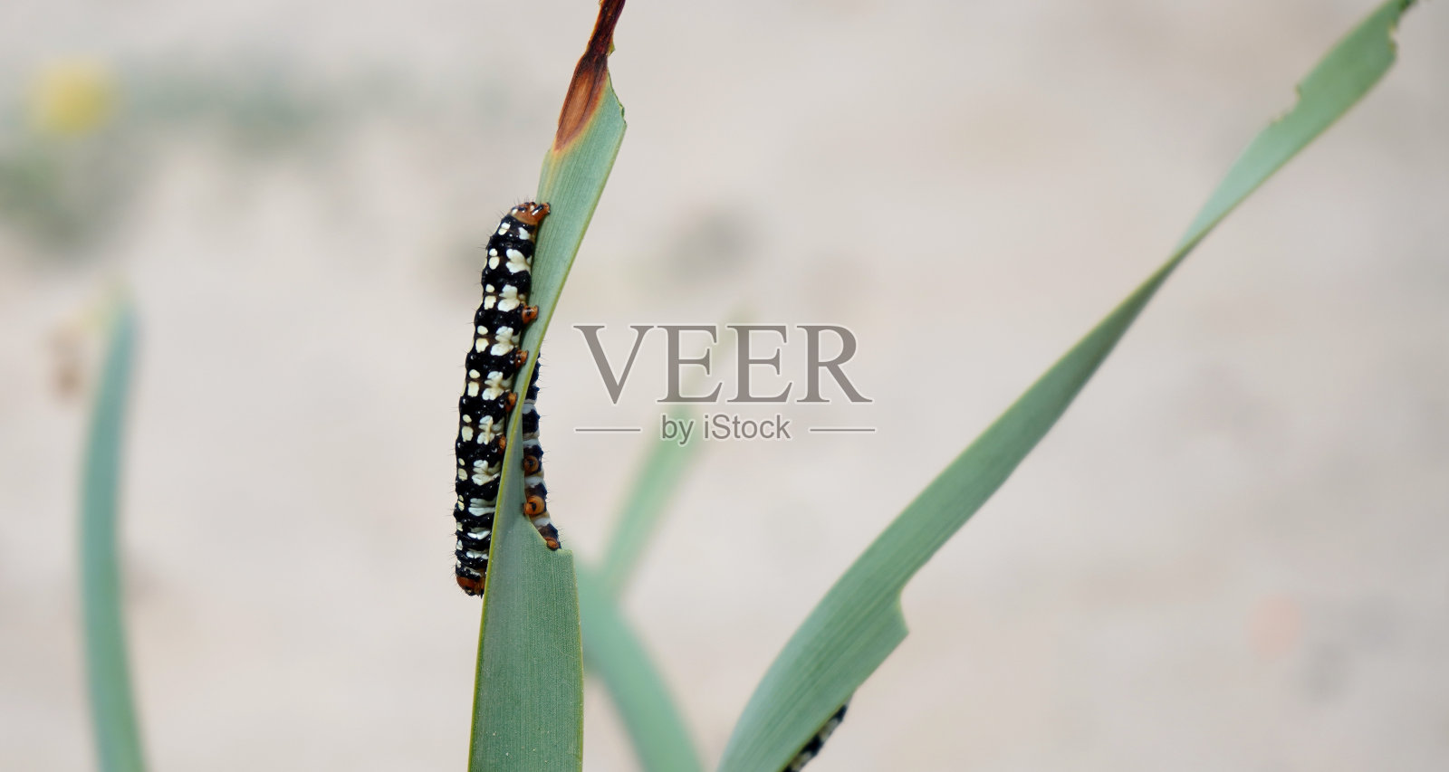 以芦苇为食的毛虫。照片摄影图片