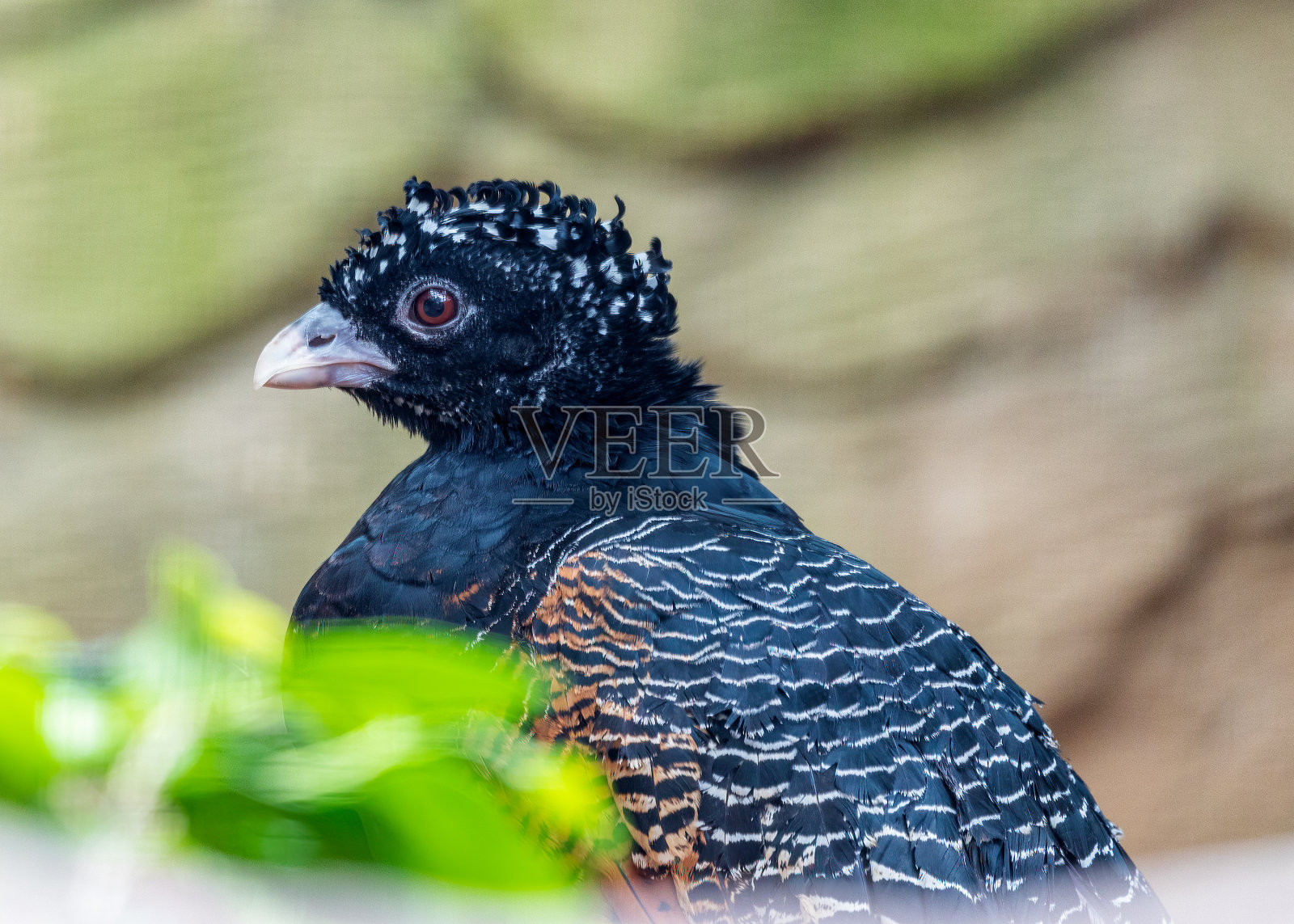 户外蓝嘴鹬(Crax alberti)照片摄影图片