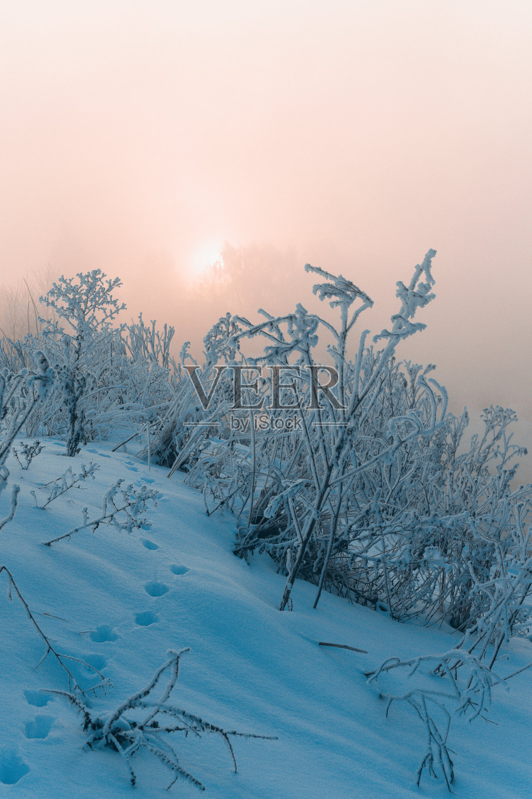 雪后的公园河面树木和霜冻的草地照片摄影图片