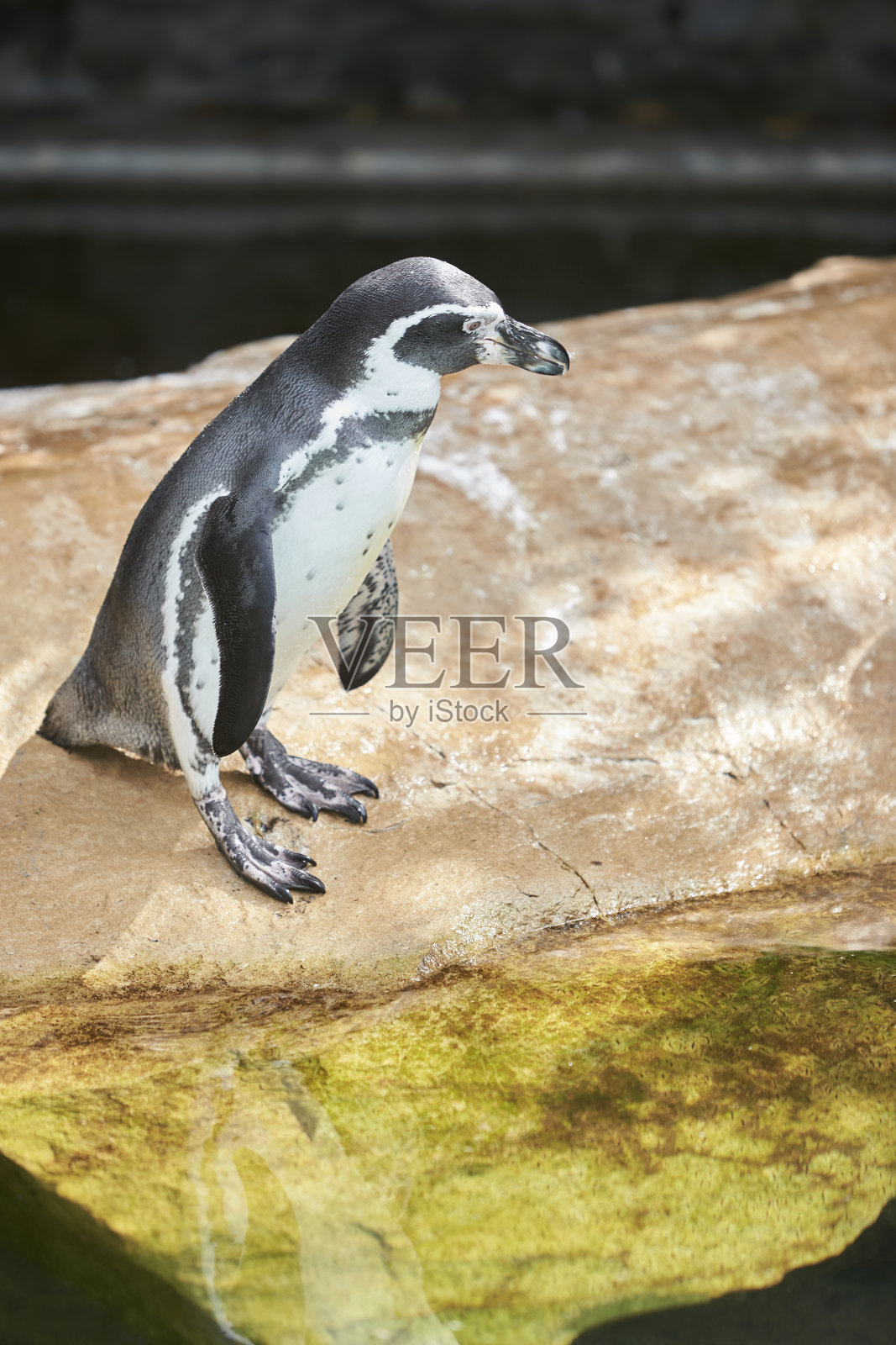 企鹅站在自然环境中，在靠近水的岩石上照片摄影图片