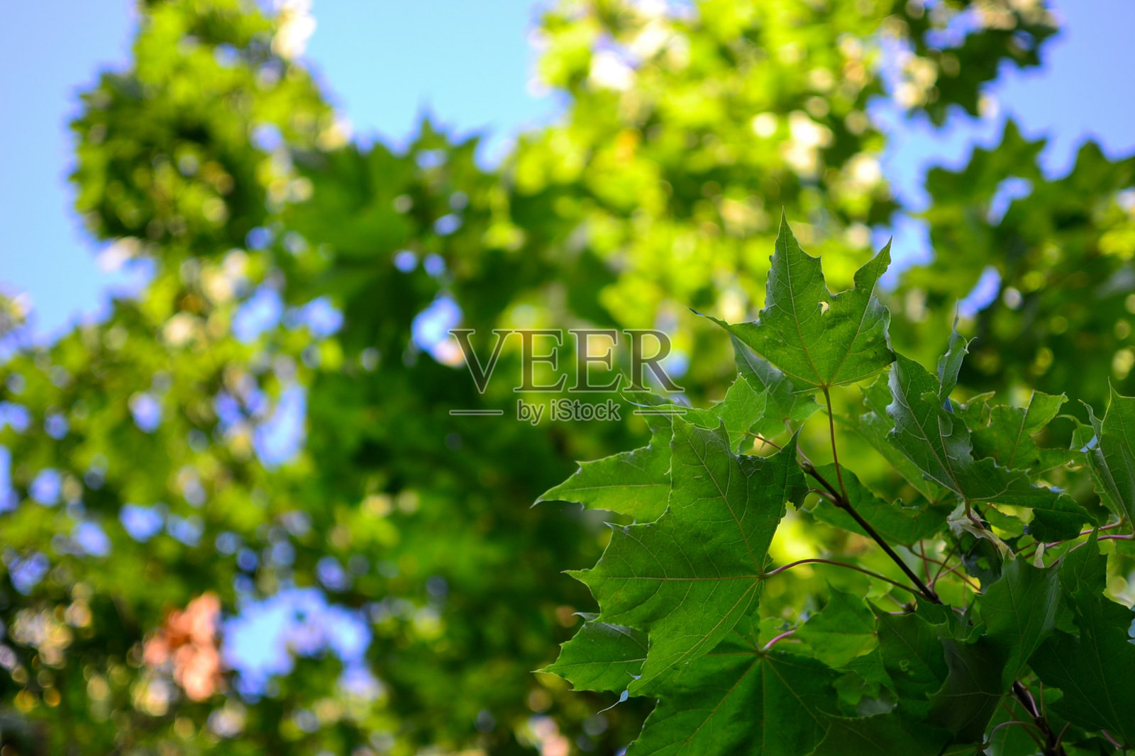 枫叶照片摄影图片