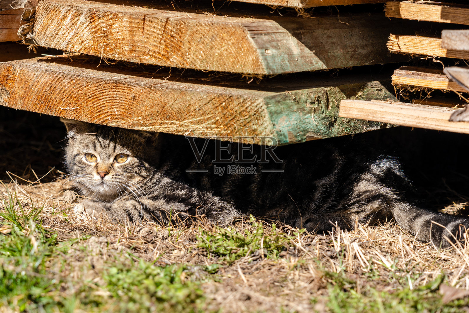 可爱的黄眼睛猫躺在太阳上照片摄影图片