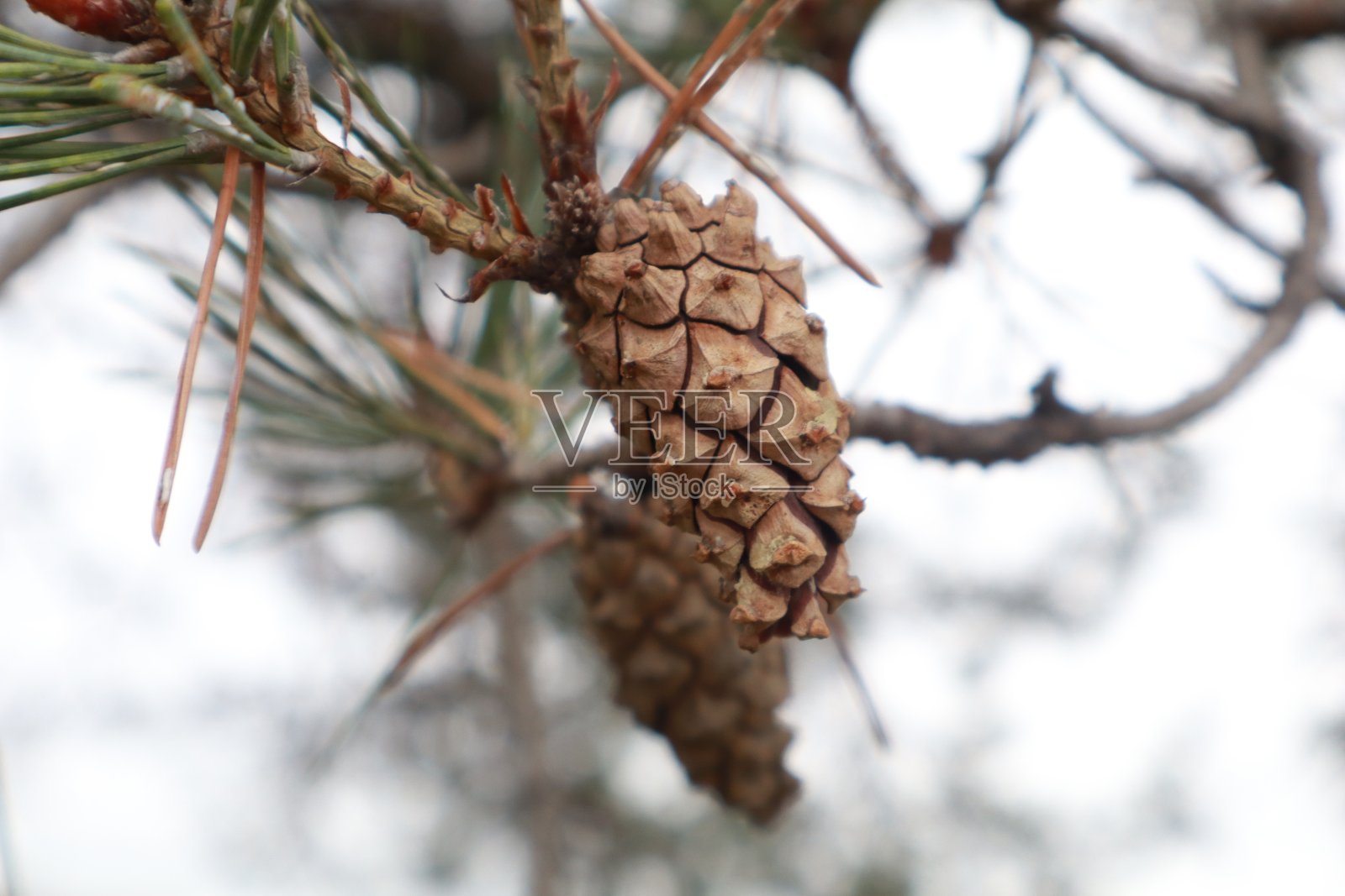 意外的惊喜照片摄影图片
