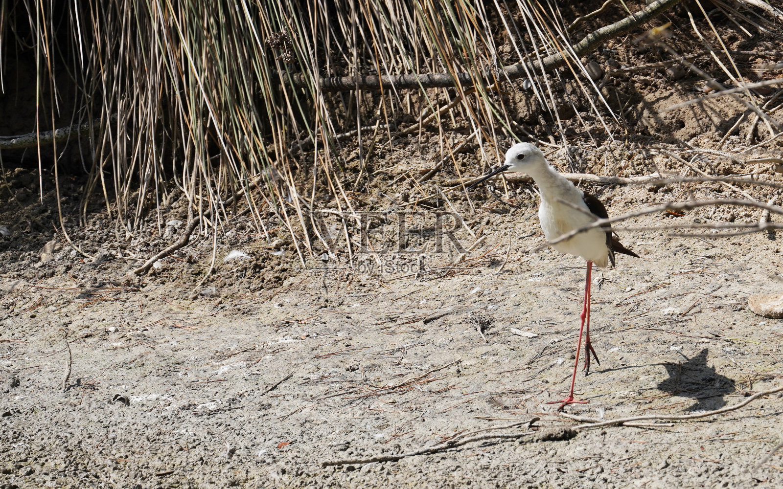 高跷(Himantopus)照片摄影图片