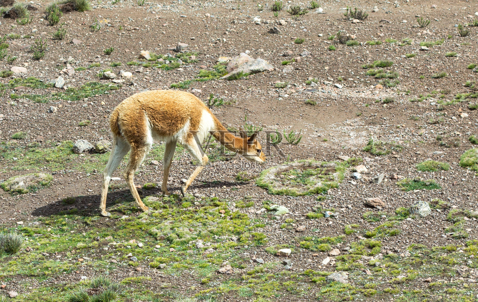 秘鲁安第斯山脉高原上的野生骆马。潘帕岛Cañahuas，迦南。照片摄影图片