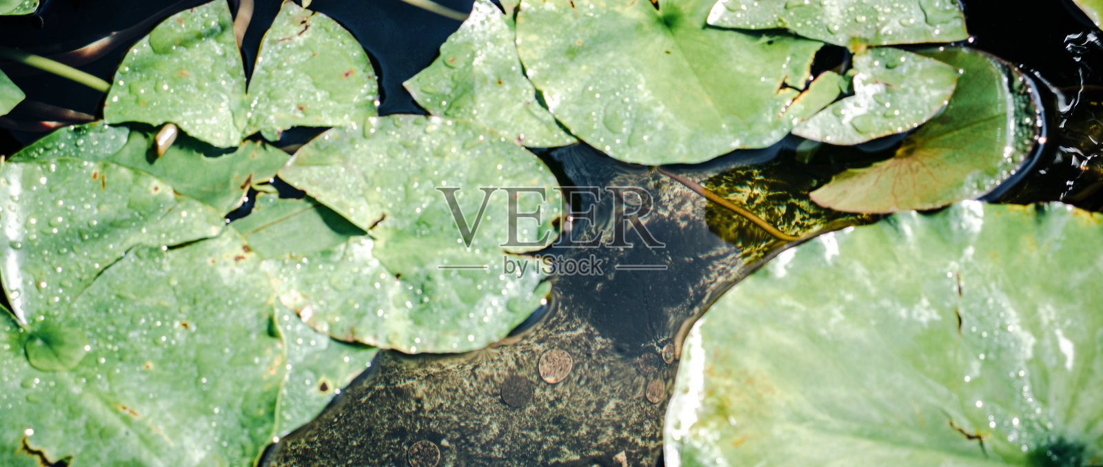 睡莲花在白天的概念照片的特写视图。花园池塘里充满了水生植物的摄影。照片摄影图片