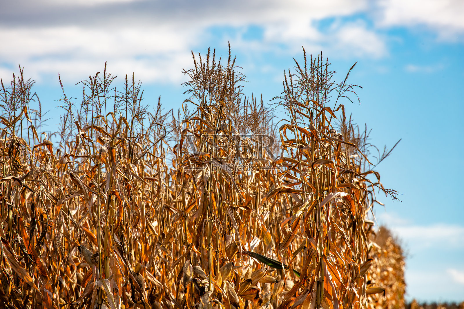 威斯康辛州高大的玉米储备准备收割照片摄影图片