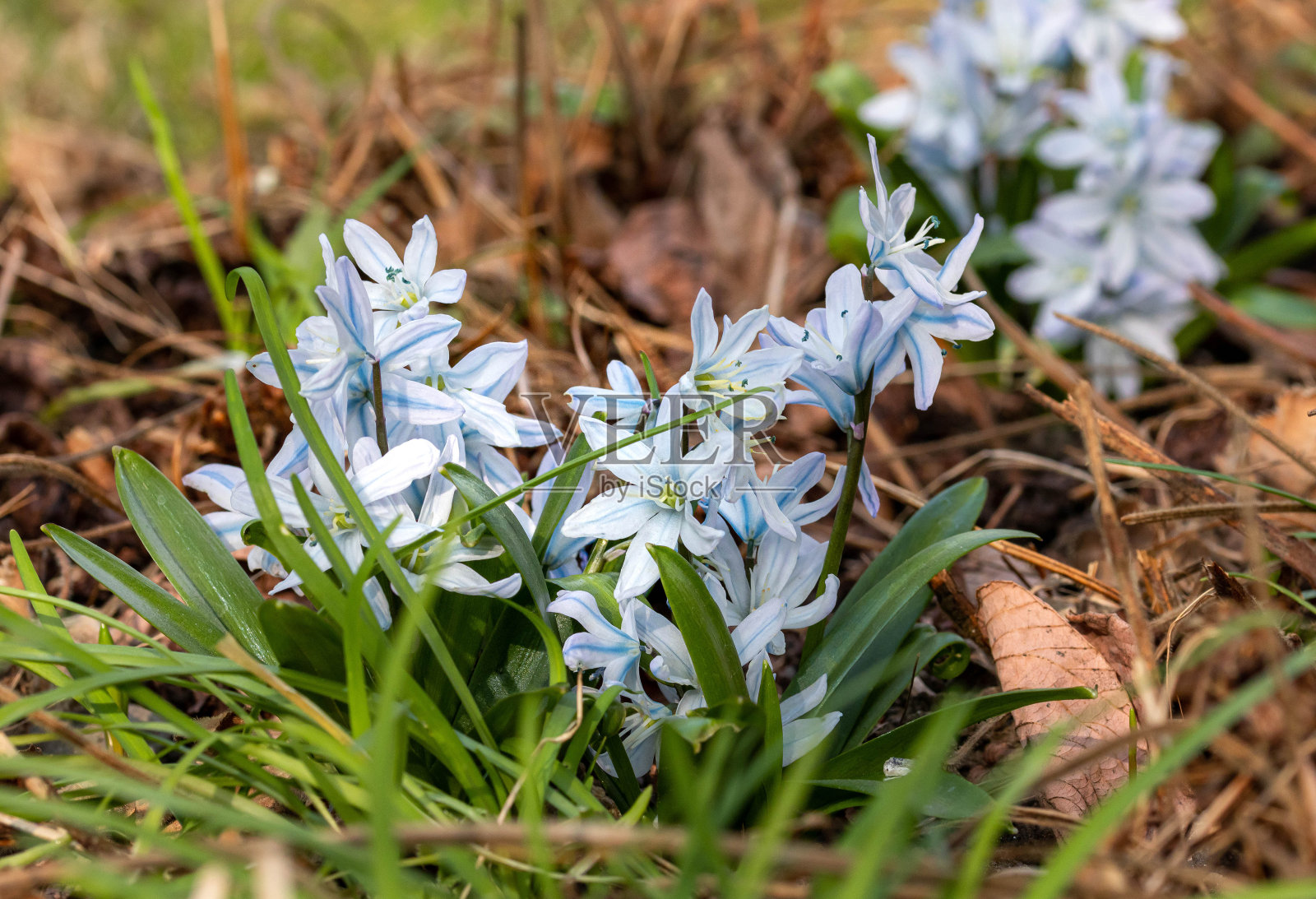 西伯利亚鹬在早春开花照片摄影图片