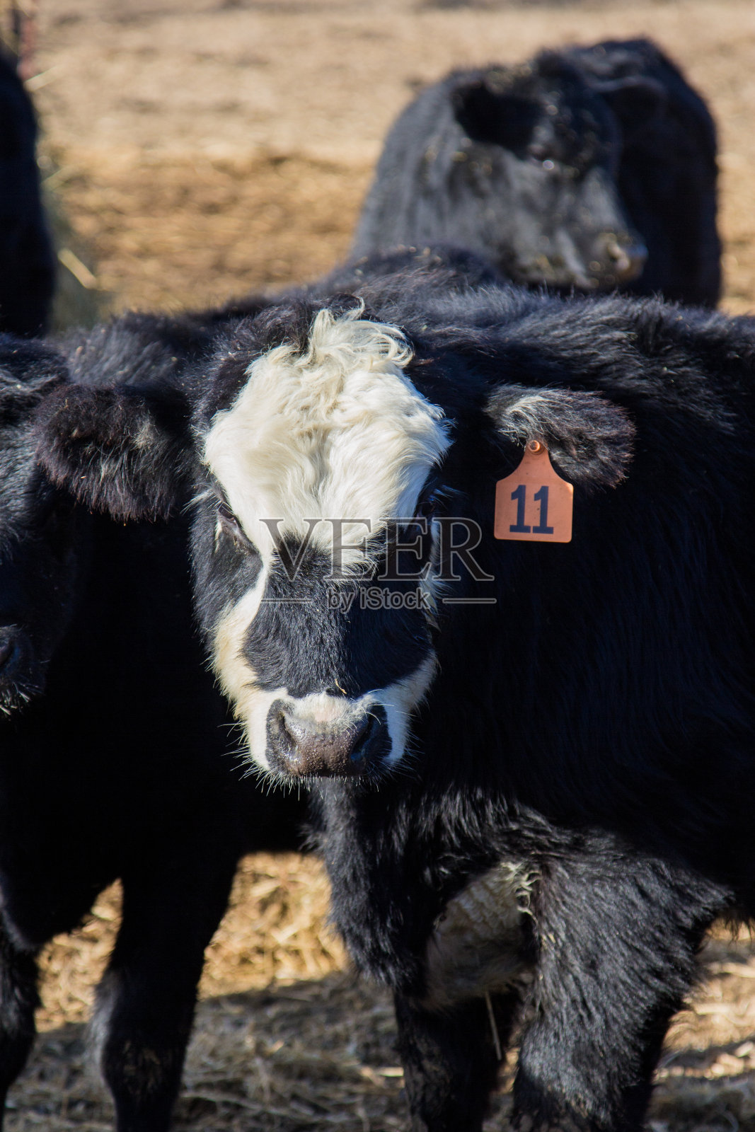 Brockle引导照片摄影图片