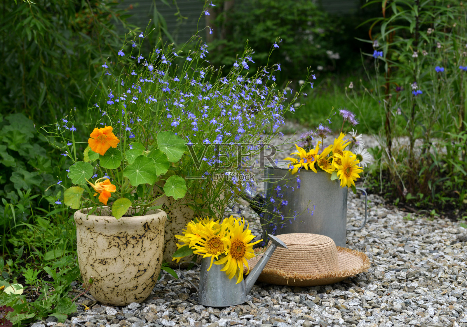 美丽的静物画，向日葵，花园里的水罐和旧帽子。浪漫的生日贺卡，情人节，母亲节的概念。夏季乡村背景与复古的对象照片摄影图片