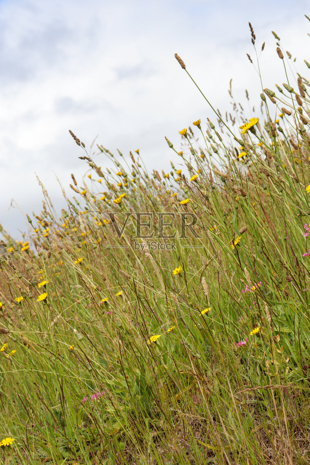 草地，野花和天空照片摄影图片