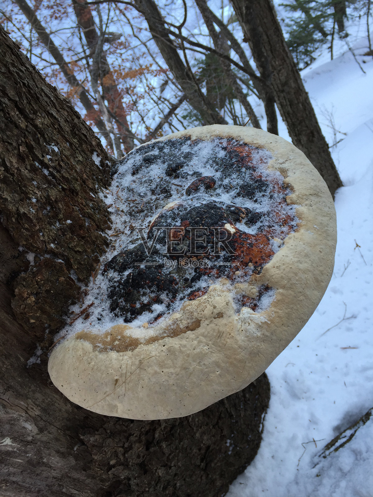 灵芝照片摄影图片