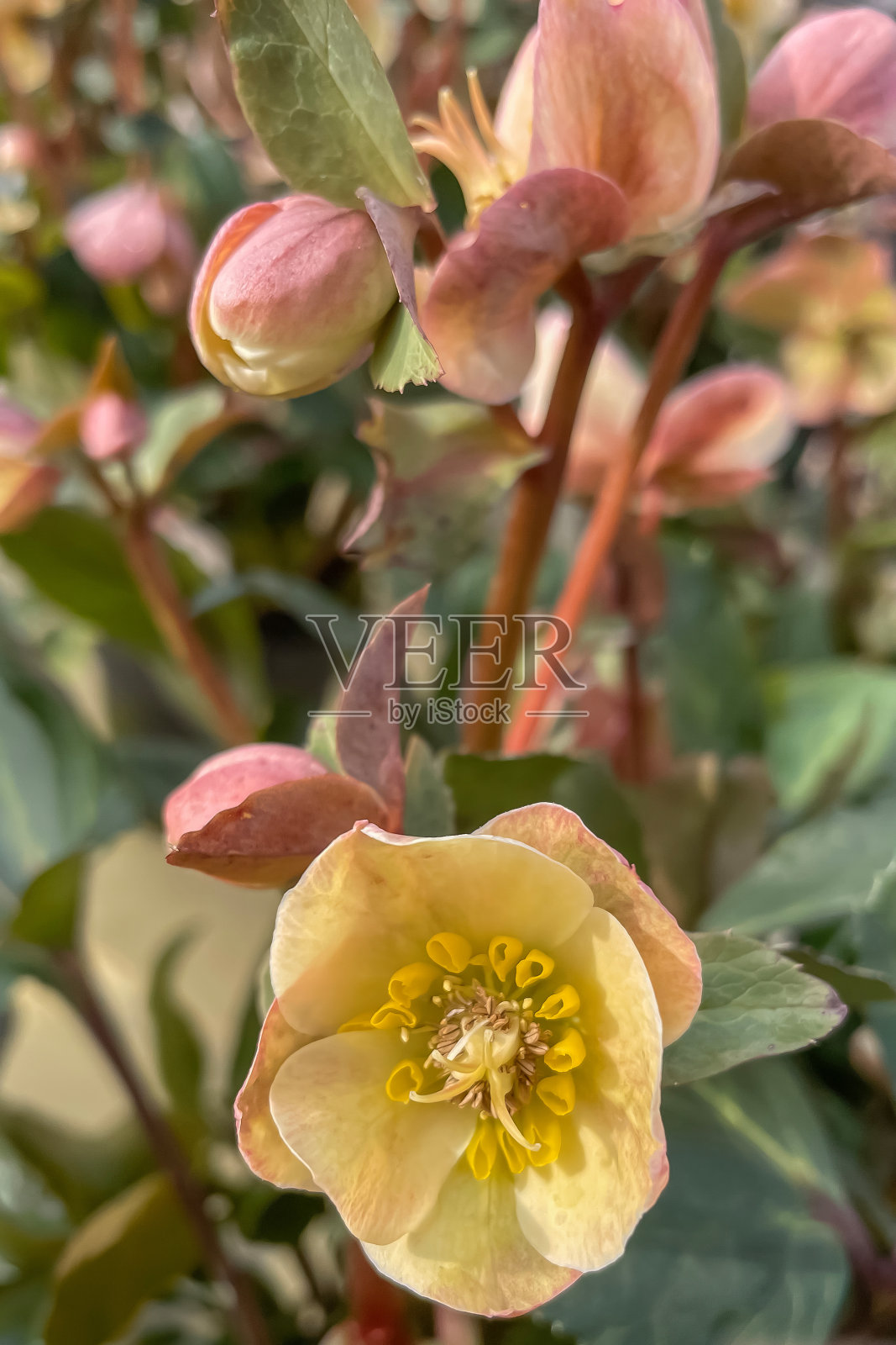 蔷薇是蔷薇科开花植物中的一种。照片摄影图片