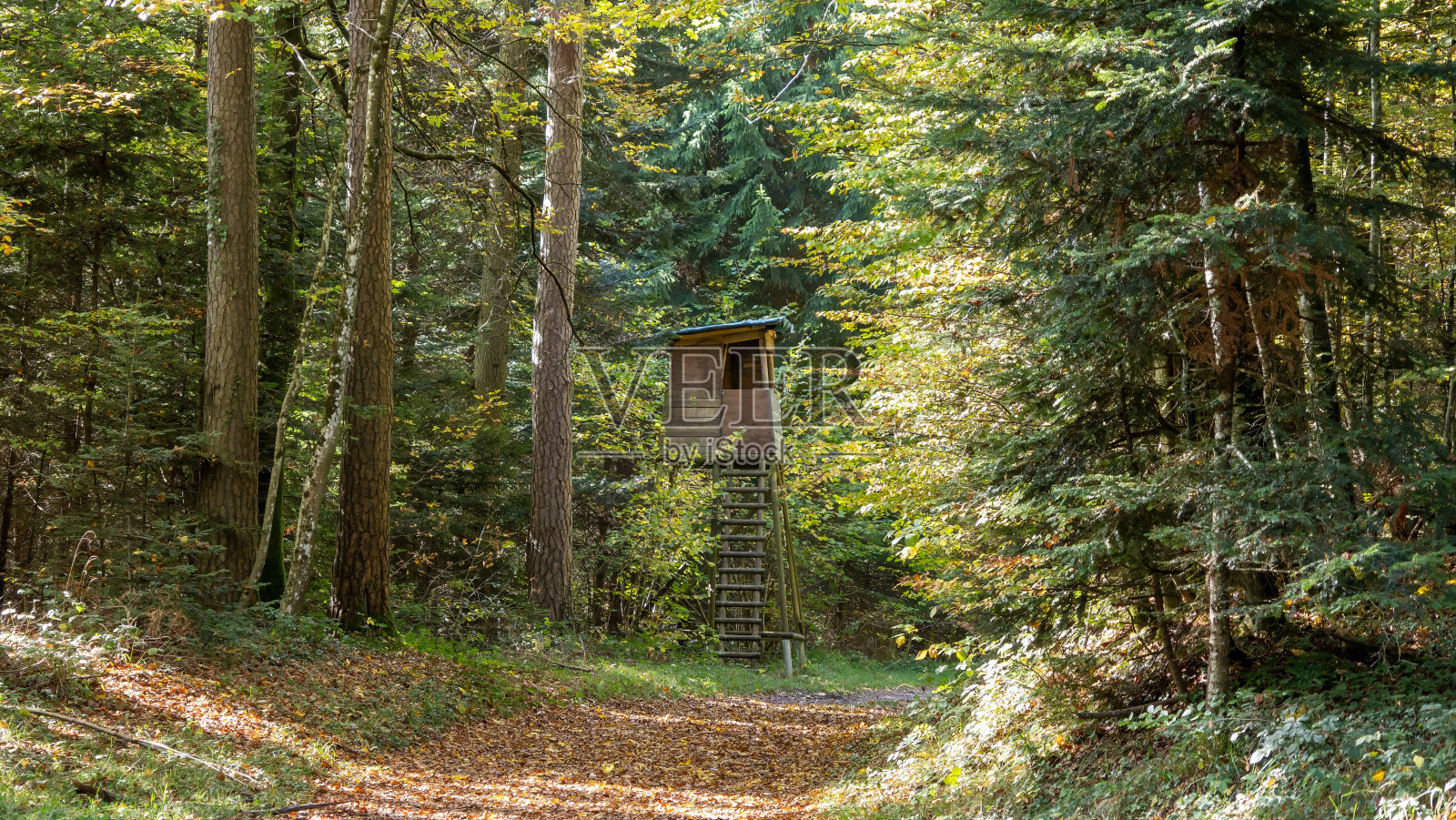 盒子矗立在秋天的森林里照片摄影图片