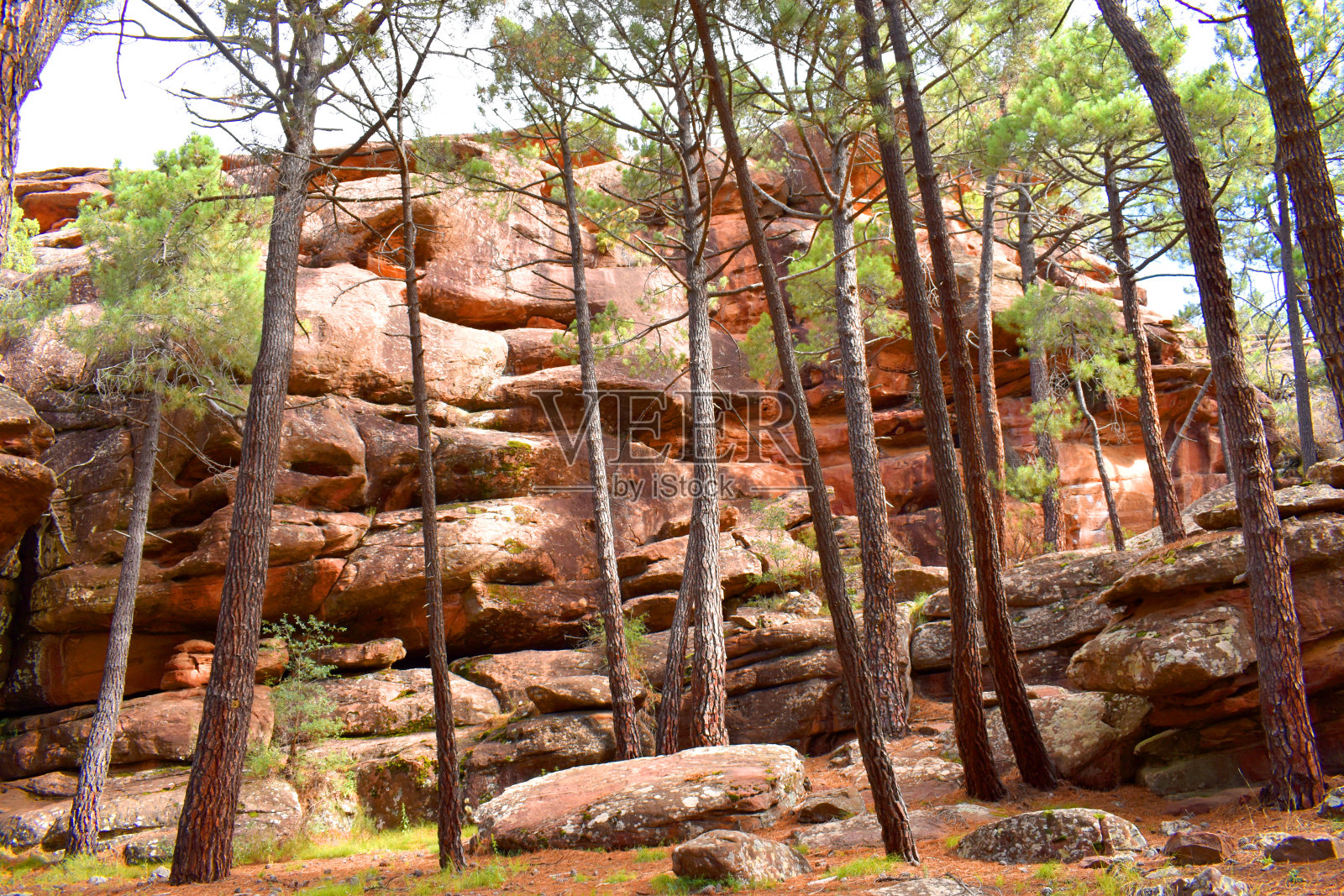 罗迪诺松林的受保护景观。Sierra de Albarr照片摄影图片