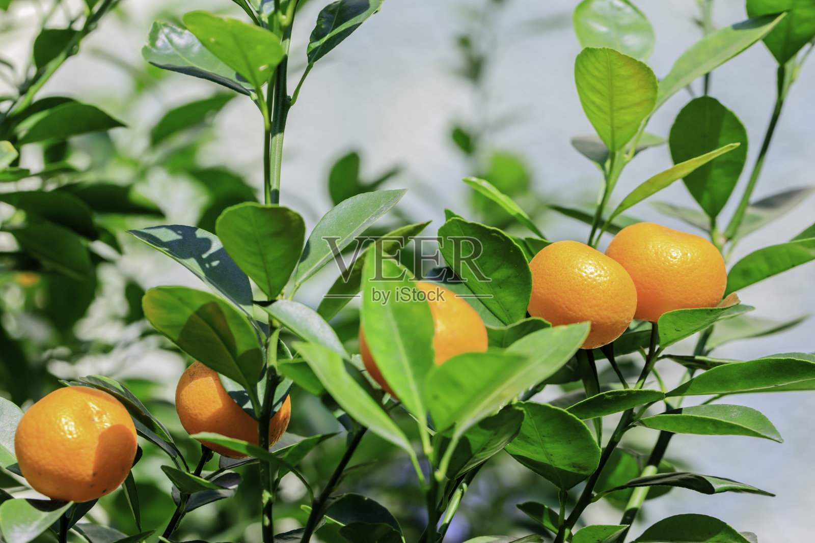 新鲜的橘子果实挂在树上，等待采摘照片摄影图片