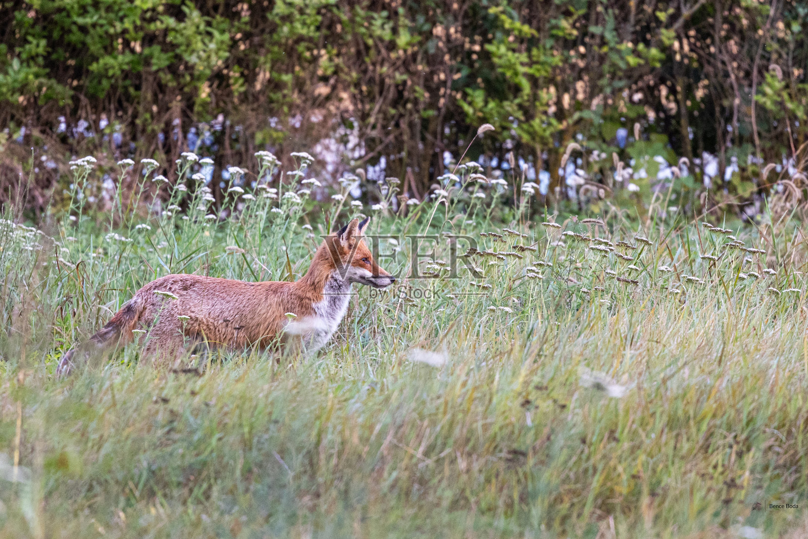 红狐狸照片摄影图片