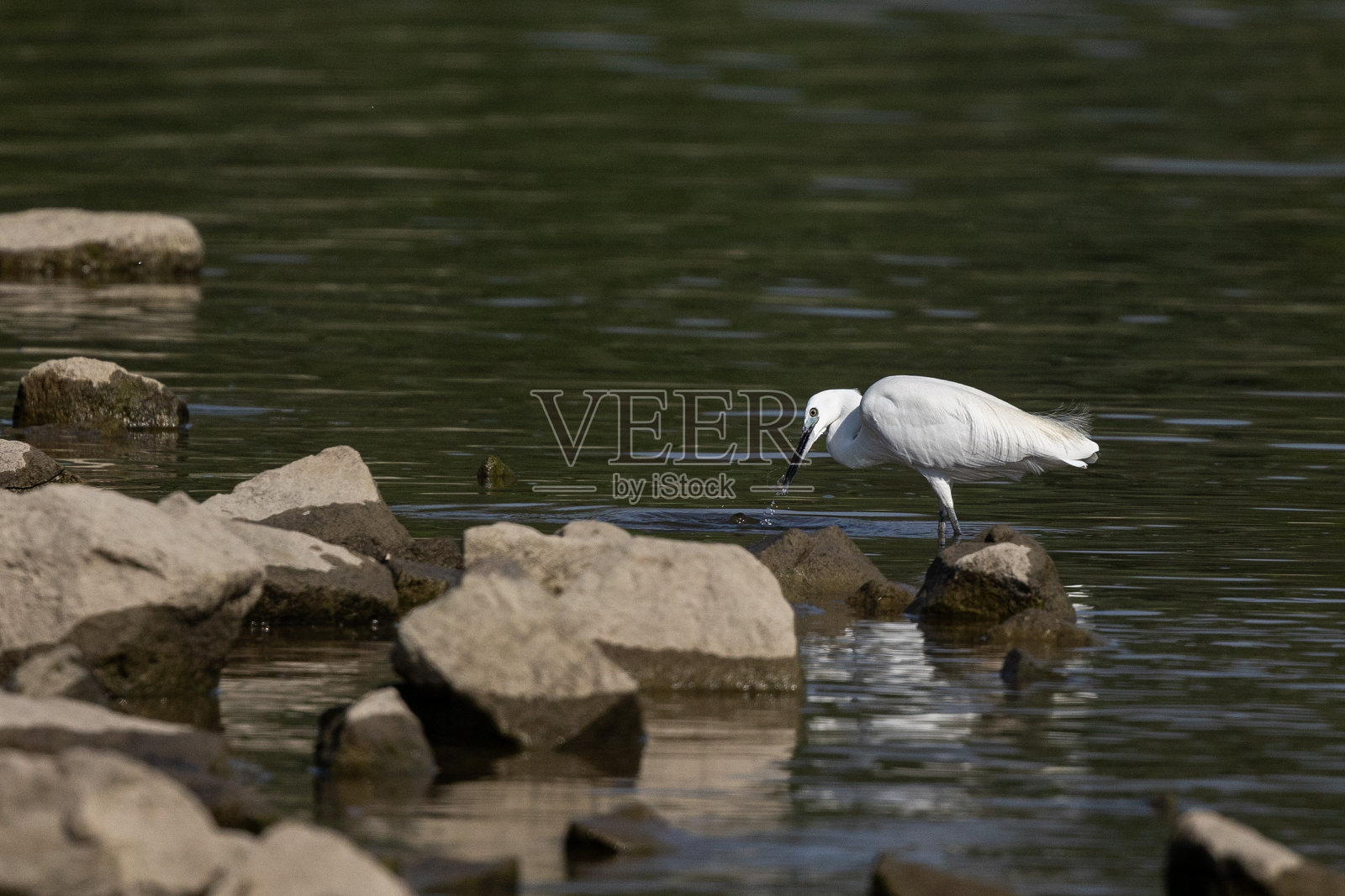 小白鹭照片摄影图片