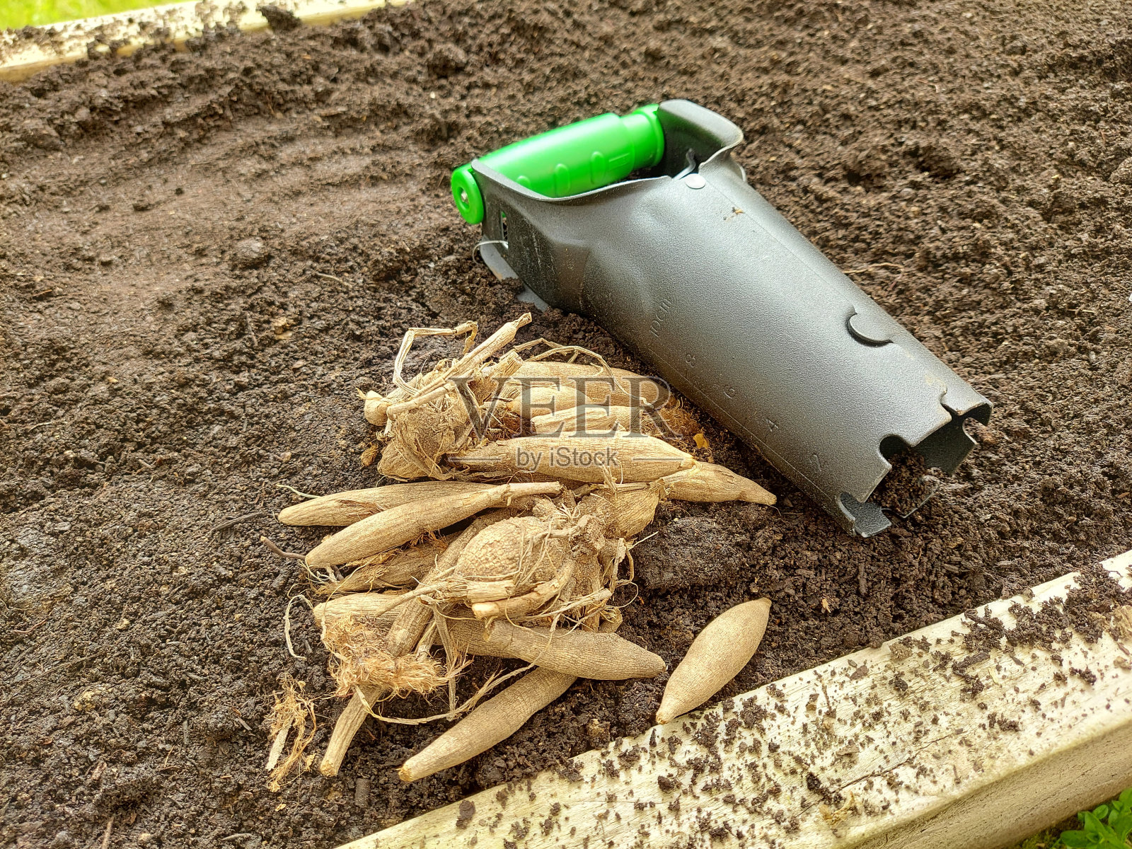 大丽花球茎种植在菜园或花园。球茎种植在土壤中支撑。照片摄影图片