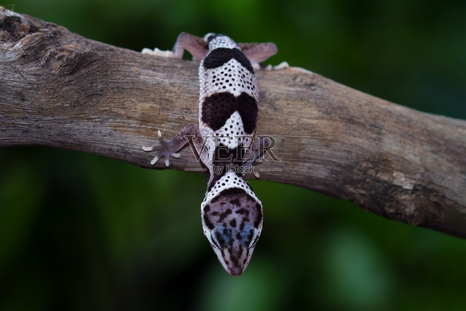 木头上的肥尾壁虎照片摄影图片