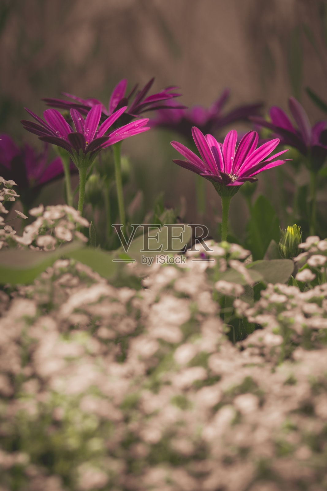 紫雏菊照片摄影图片