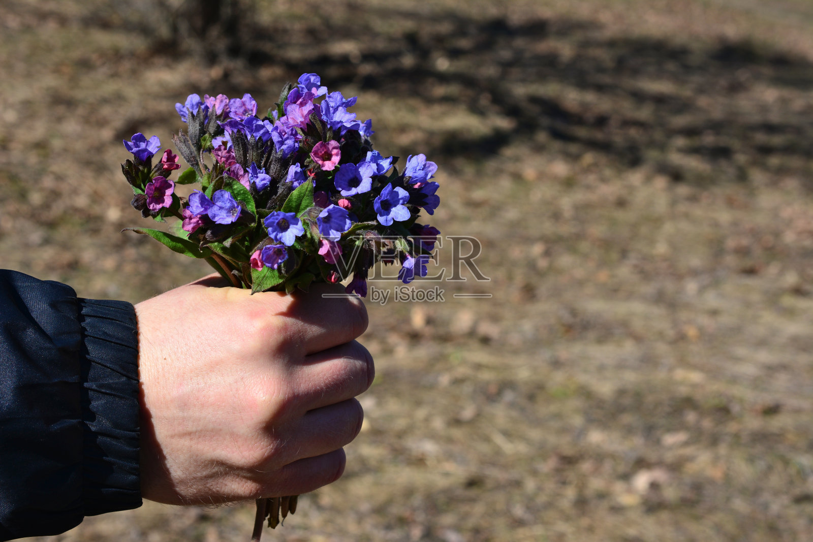一名男子手持一束蓝色和紫色的鲜花照片摄影图片