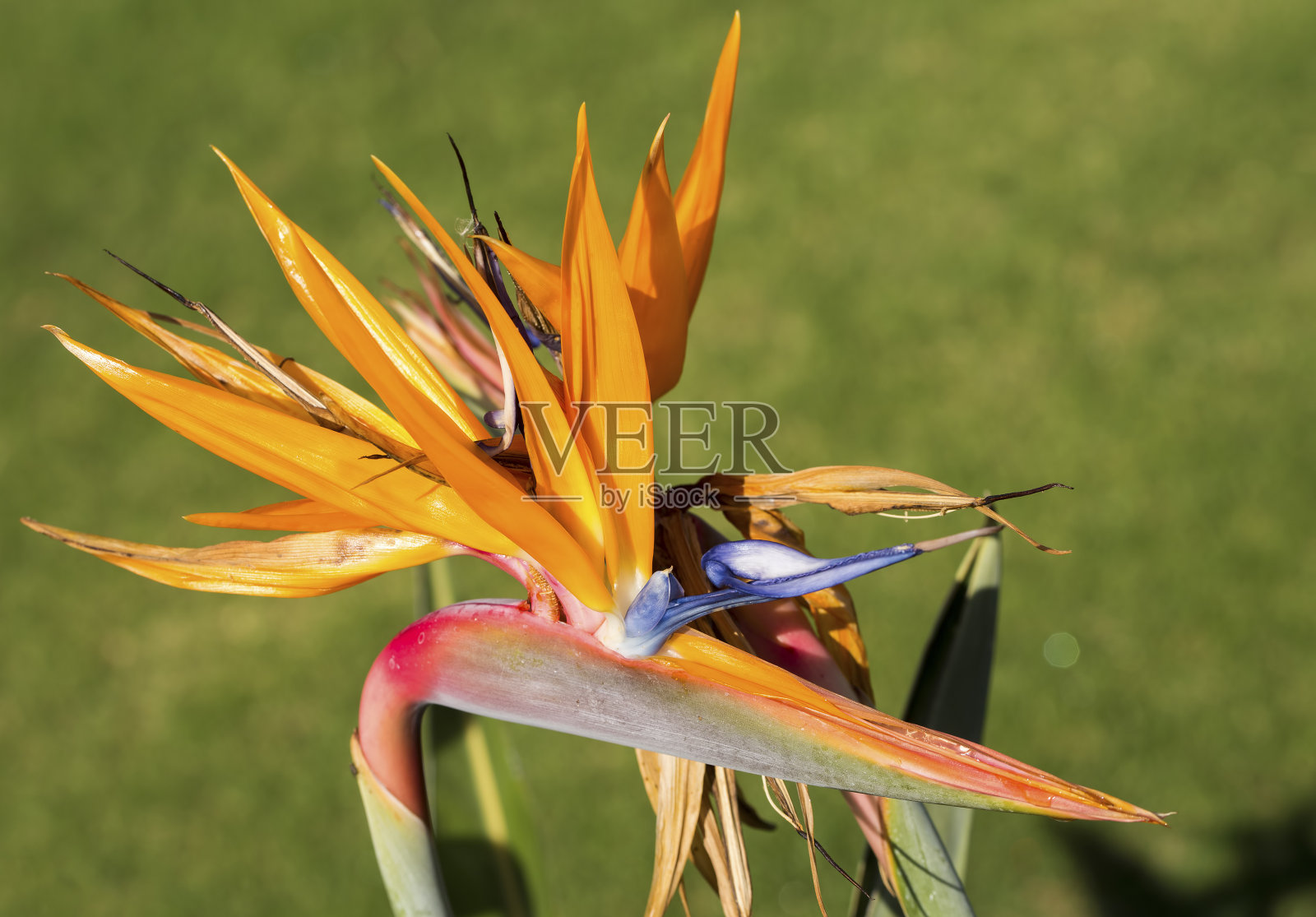 streelizia reginae外来植物也被称为天堂鸟花照片摄影图片